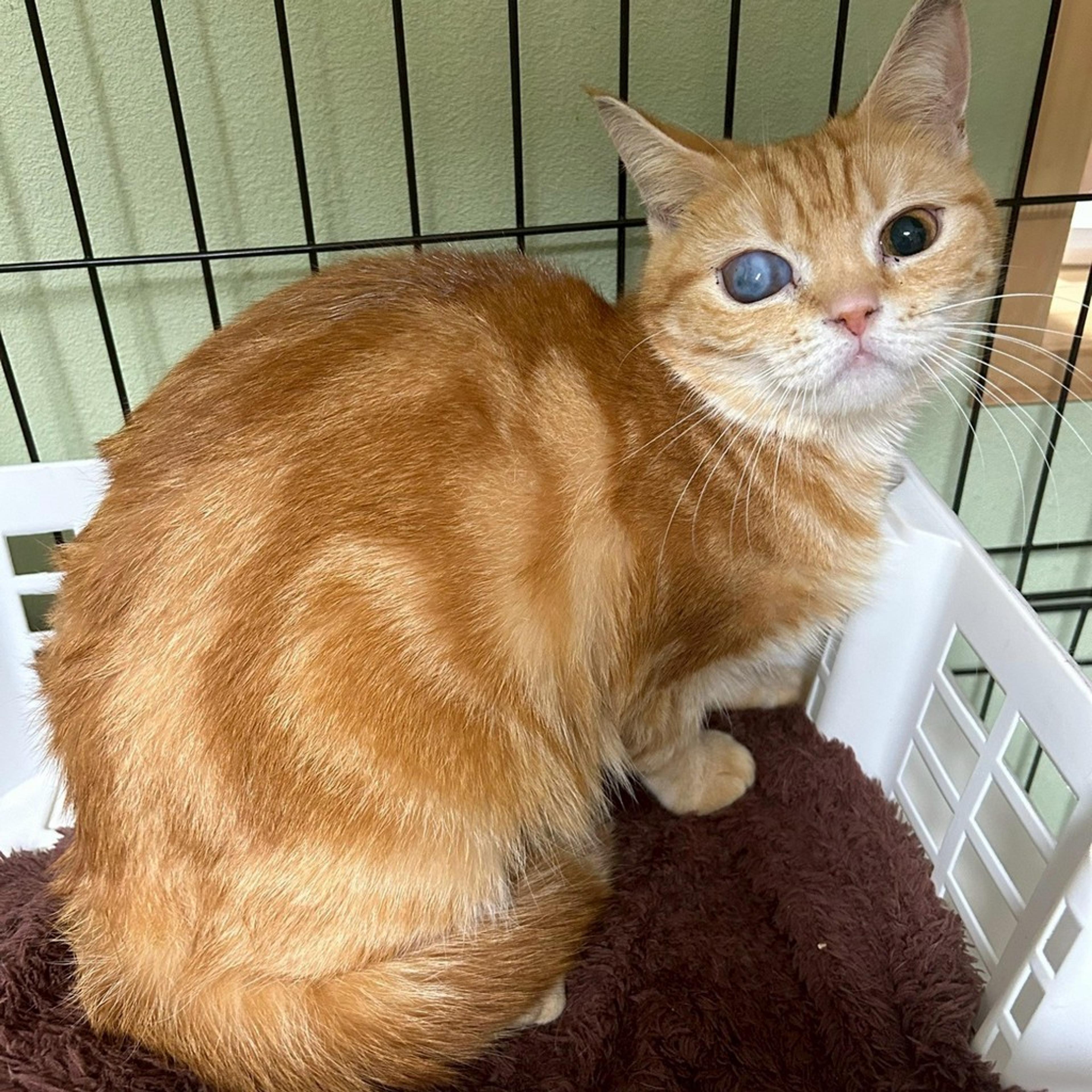 pet-image-5