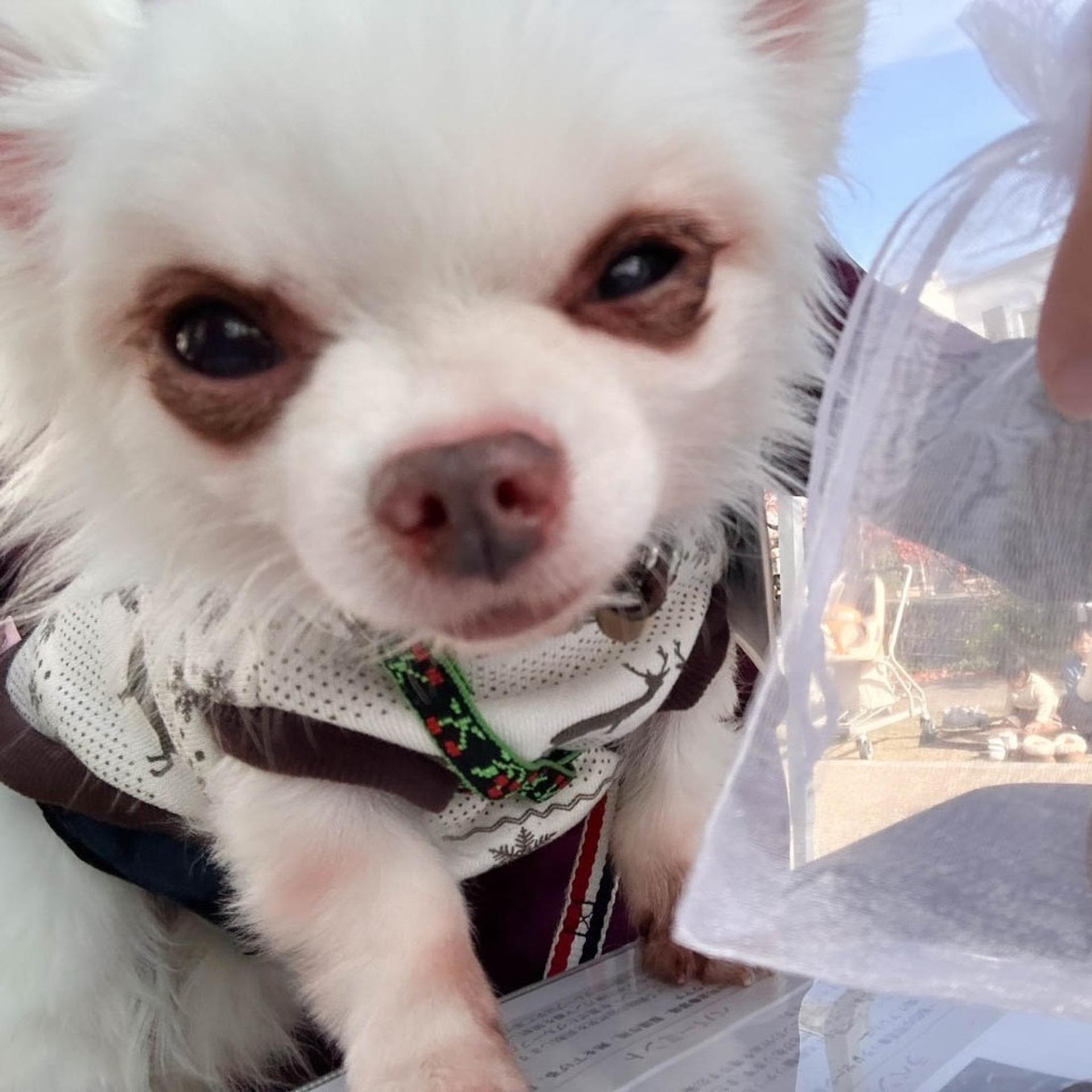 pet-image-2