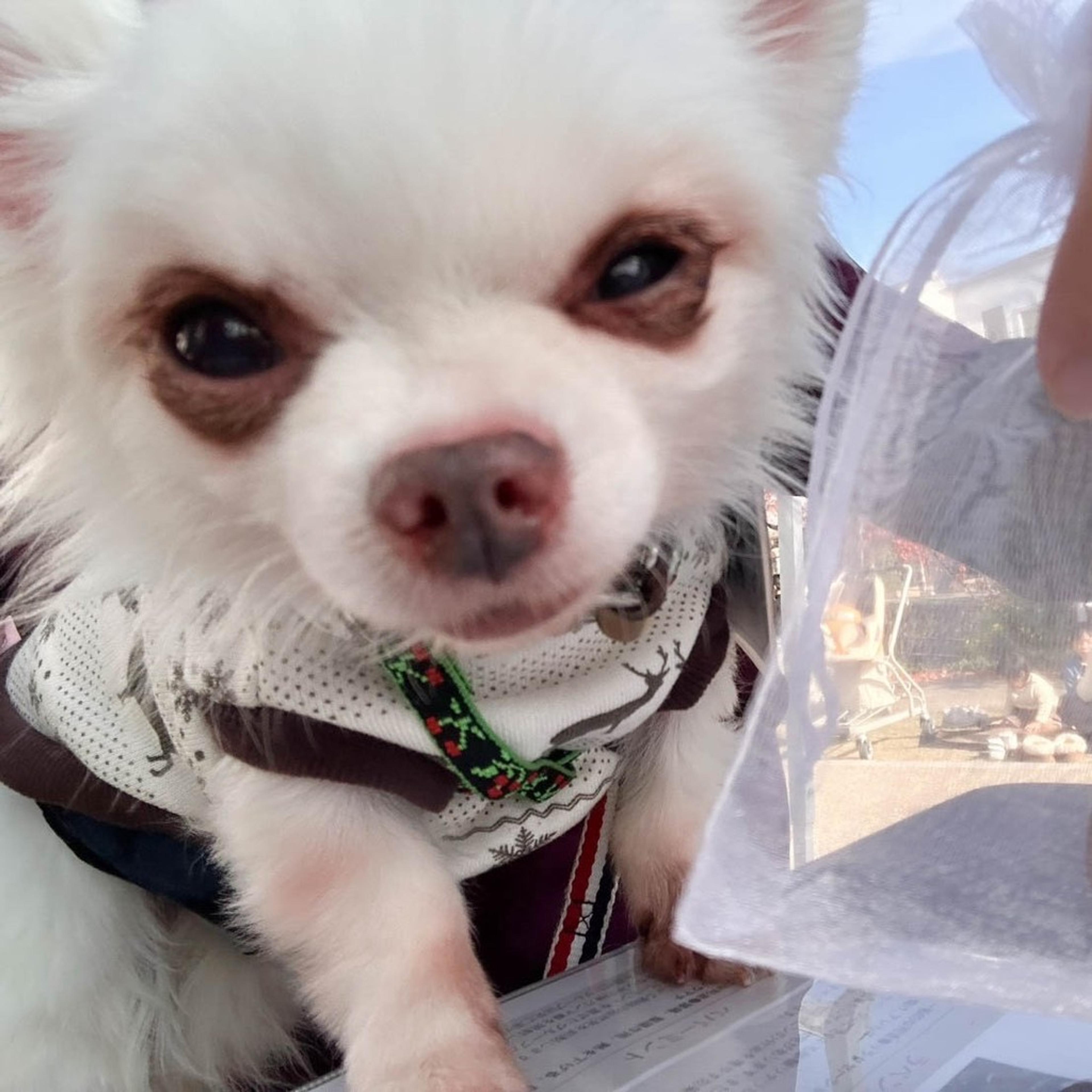 pet-image-2