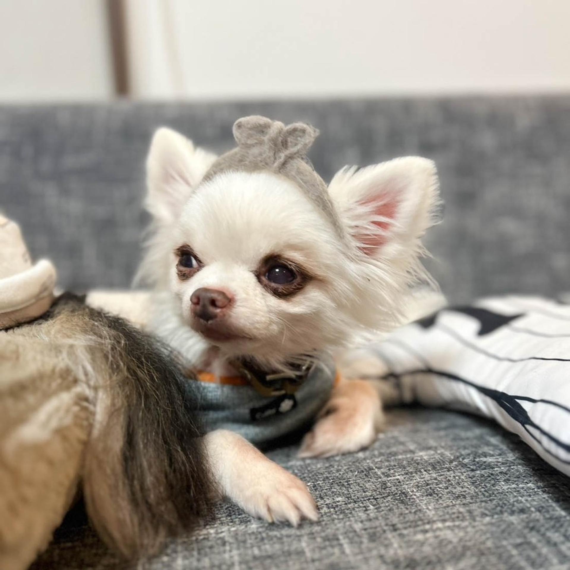 pet-image-3