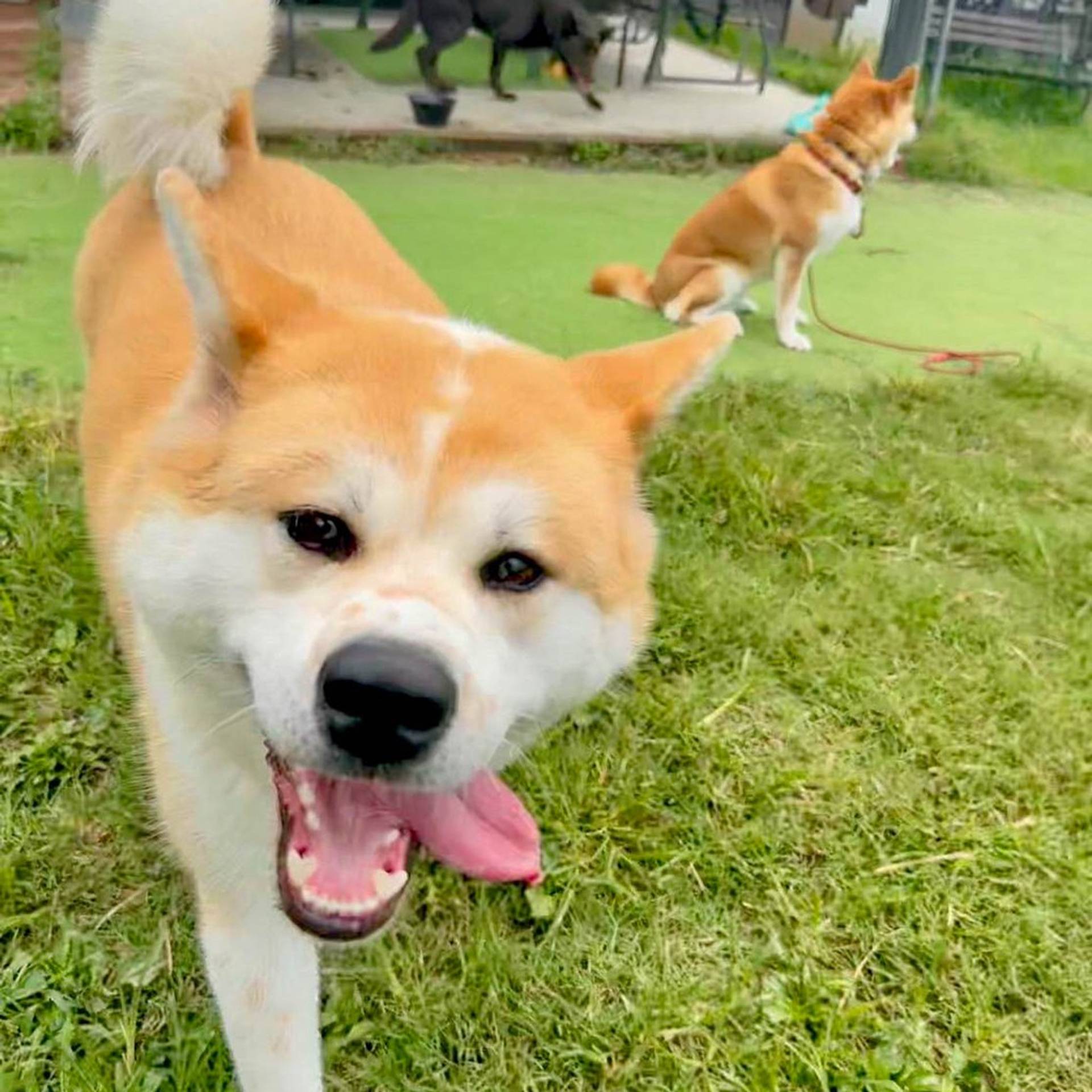 秋田犬・メスの里親募集の写真