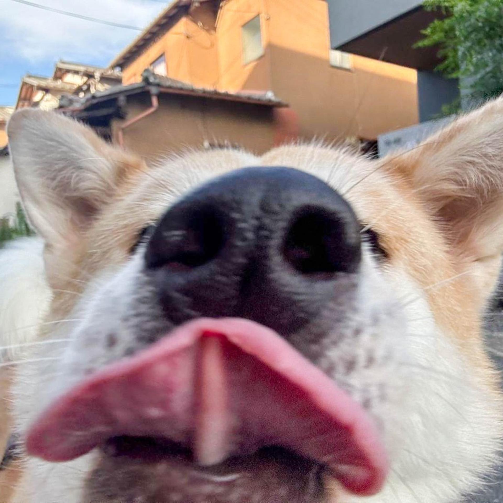 pet-image-8