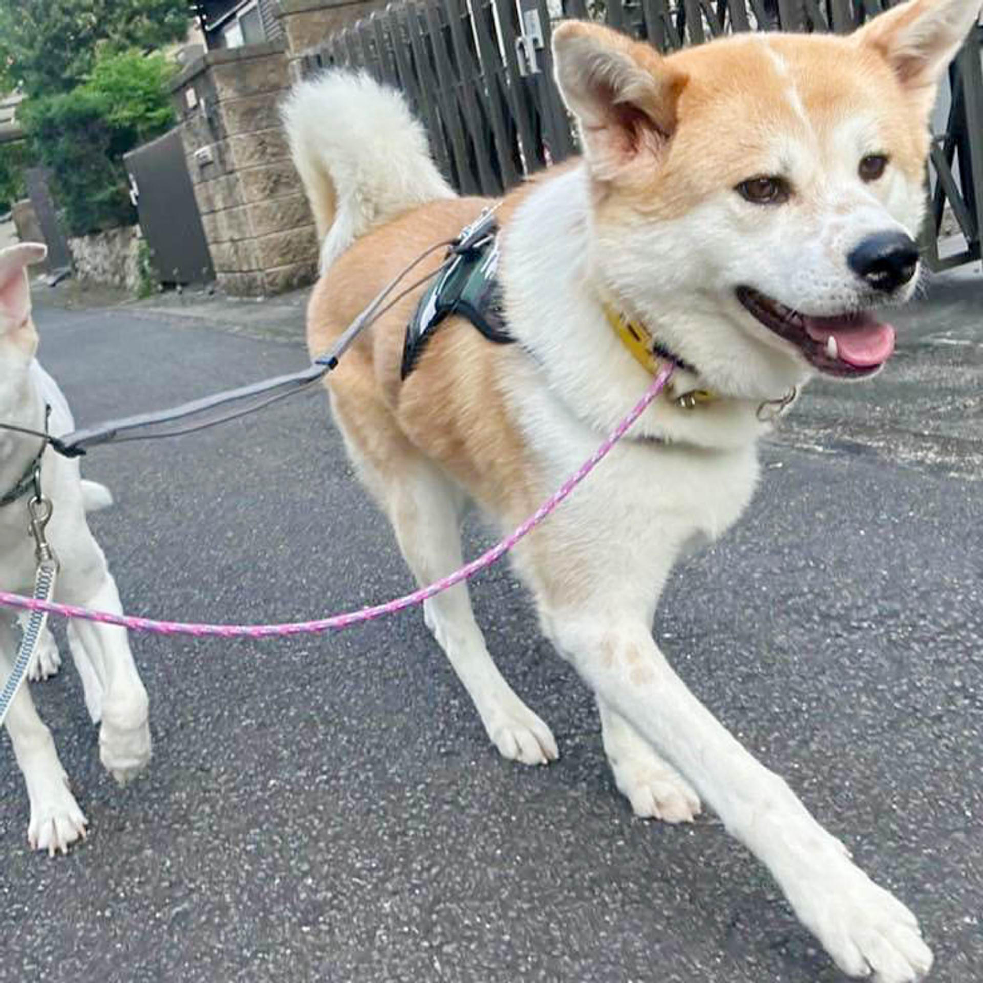 pet-image-9