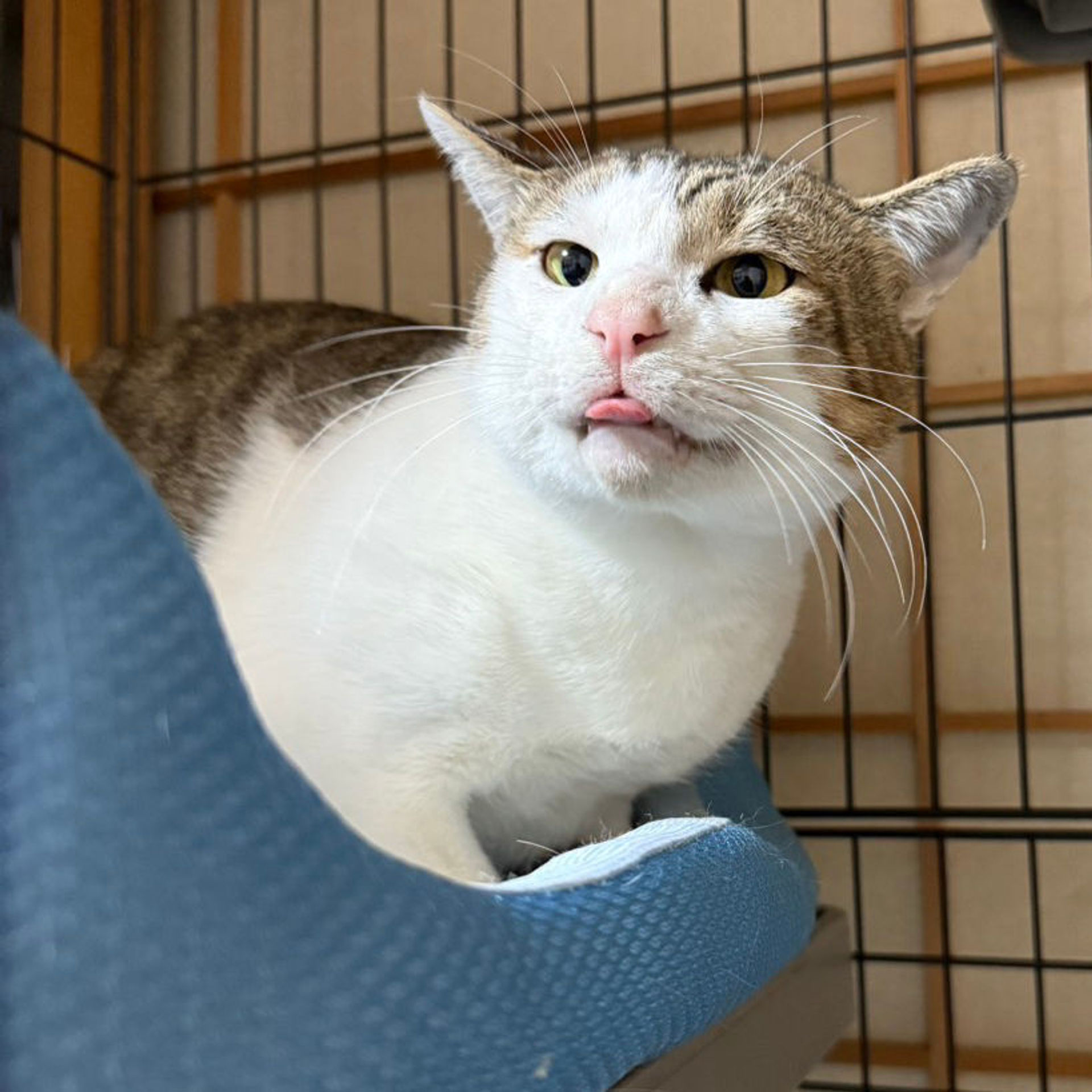 雑種（ミックス猫）・オスの里親募集の写真