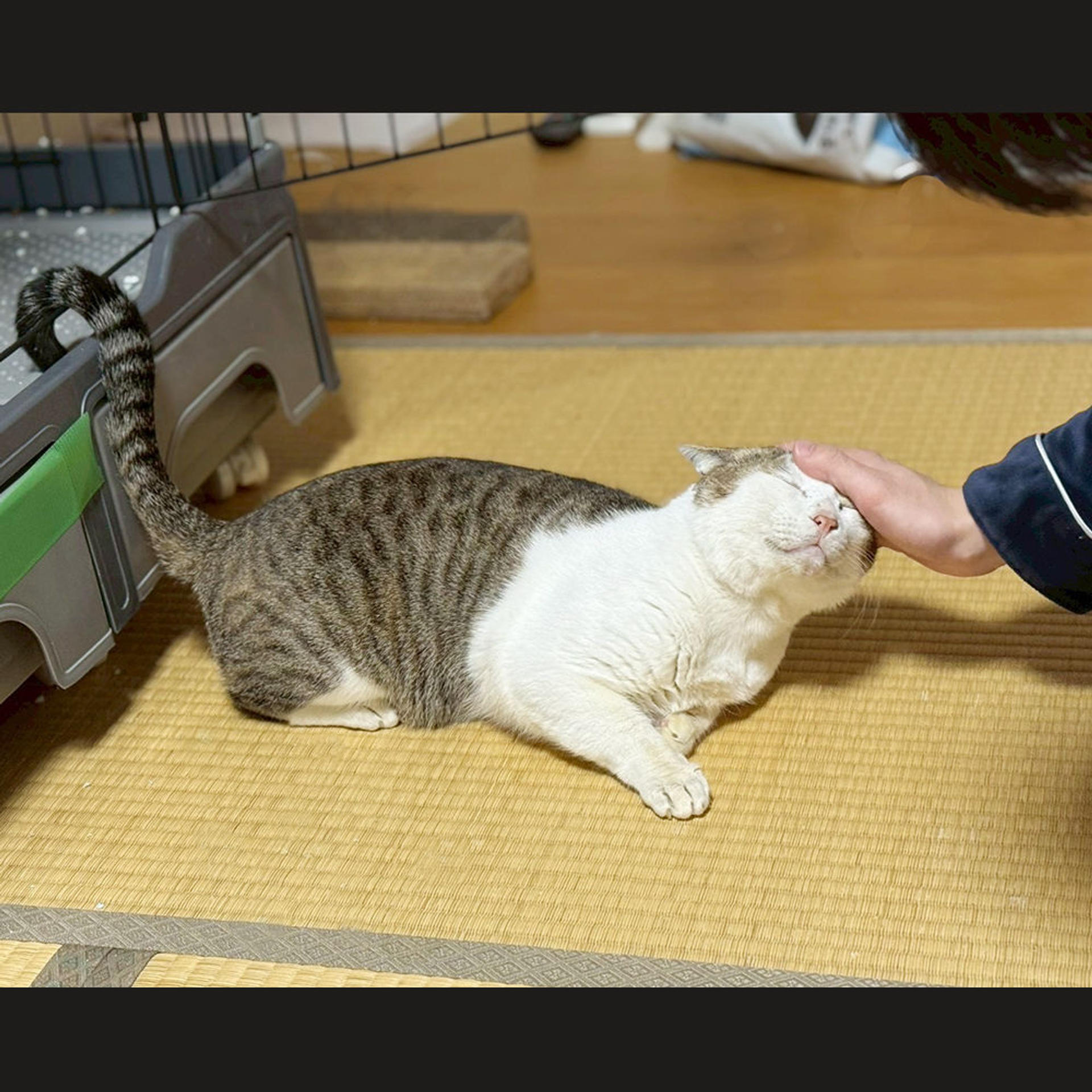 pet-image-3