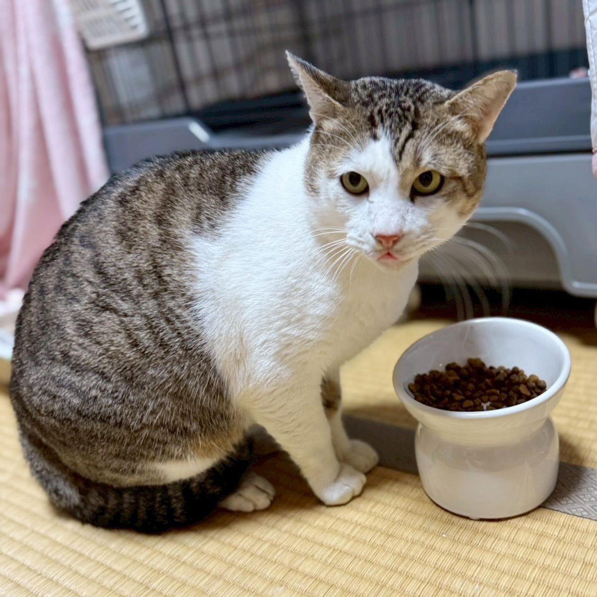 pet-image-4