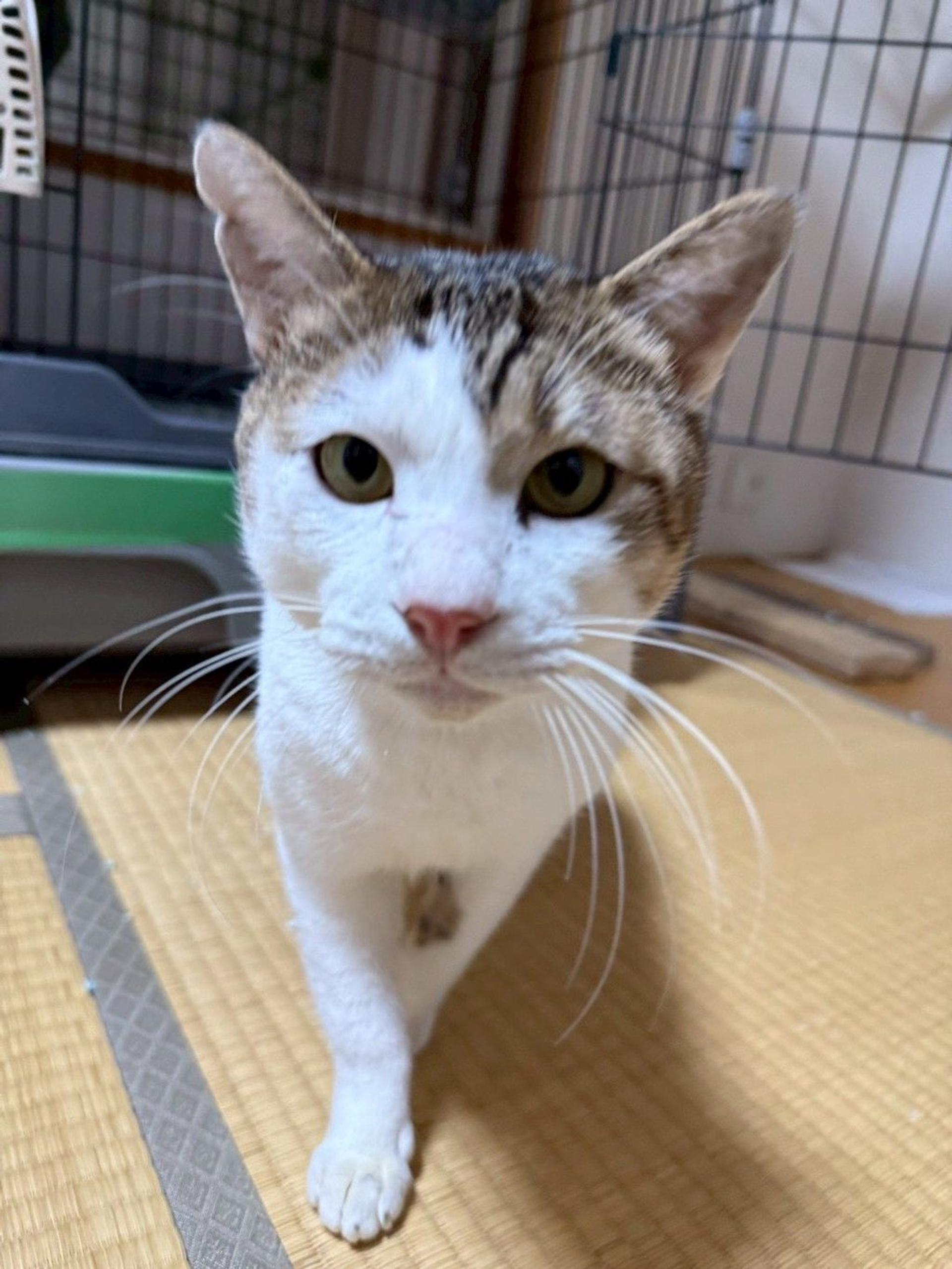 pet-image-5