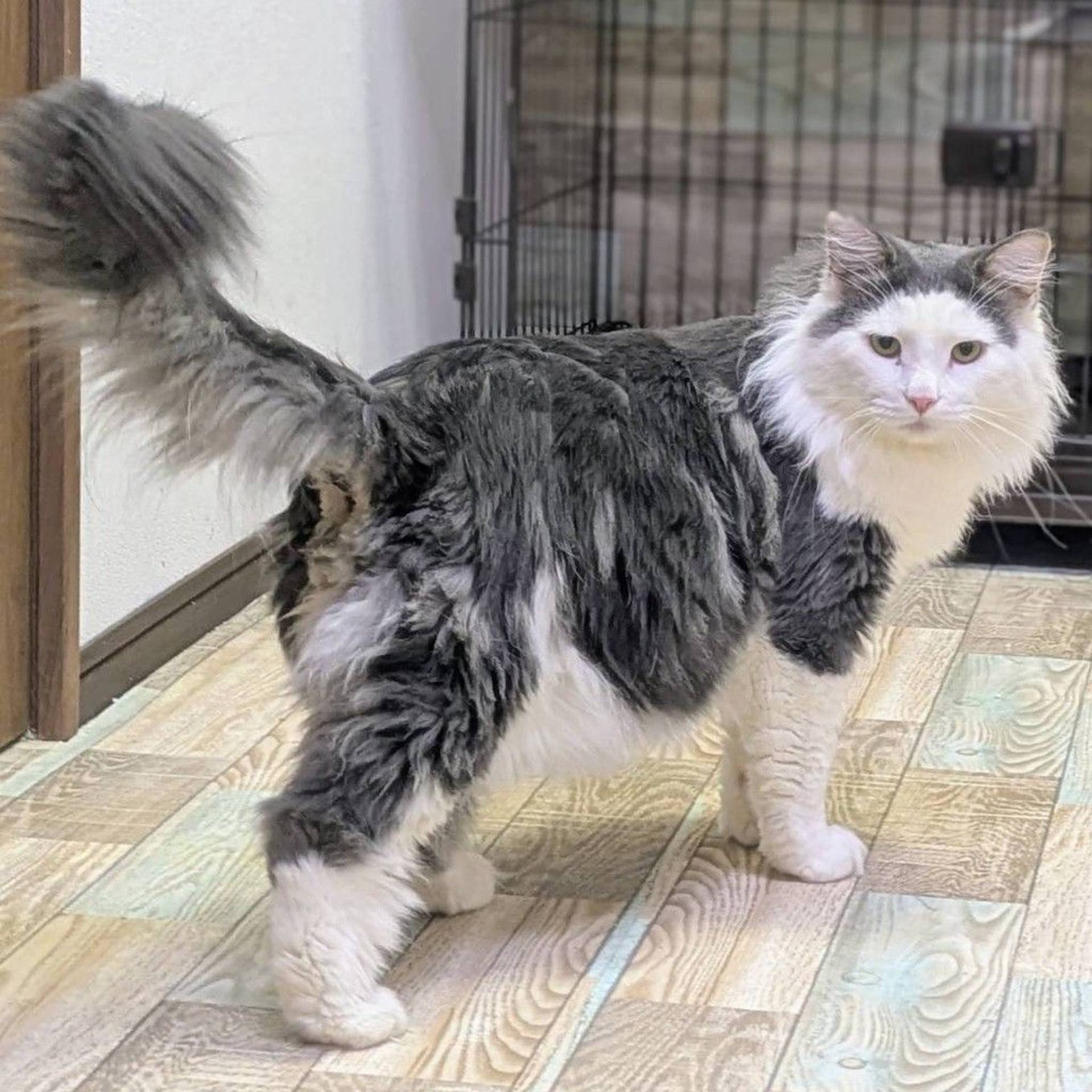 雑種（ミックス猫）・オスの里親募集の写真