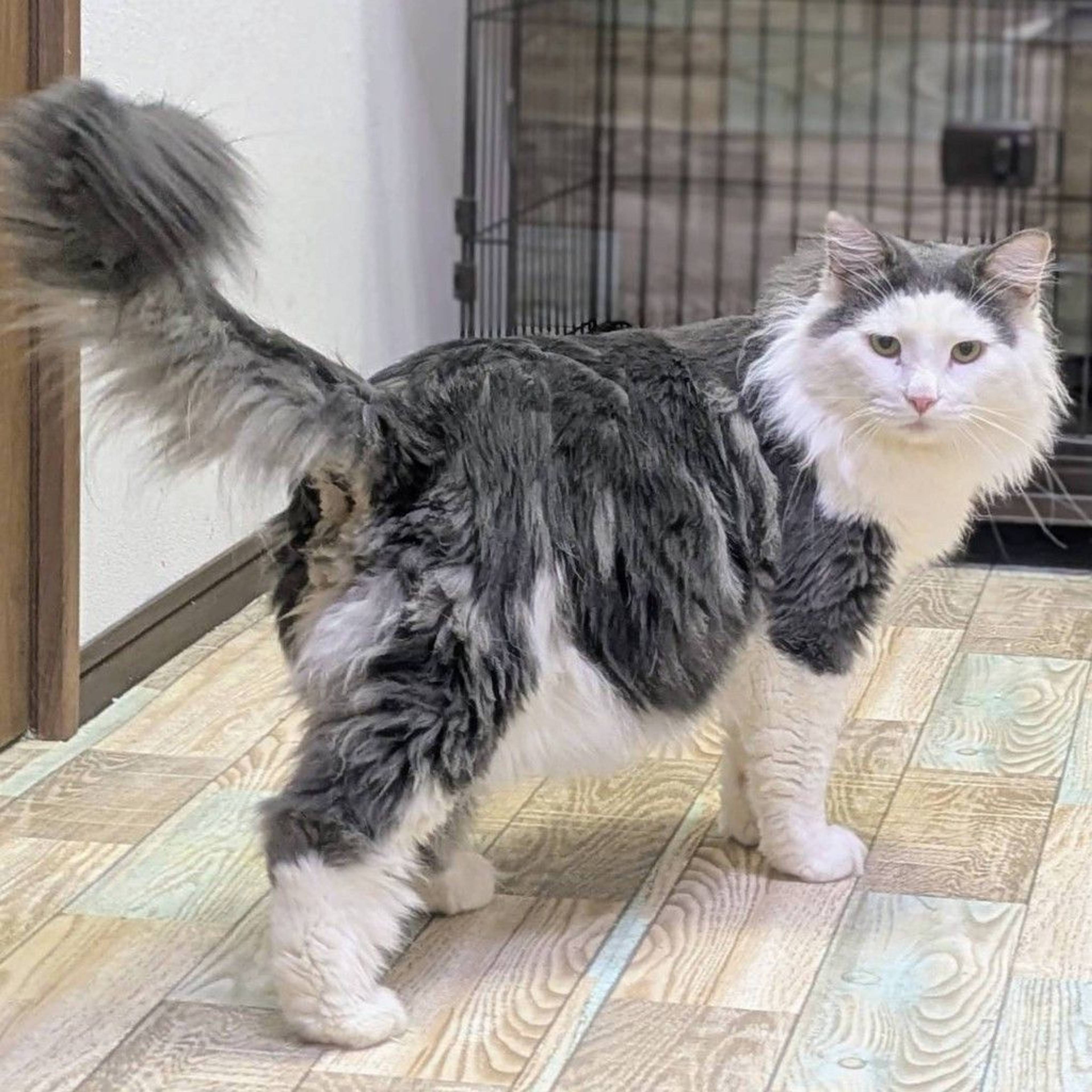 雑種（ミックス猫）・オスの里親募集の写真