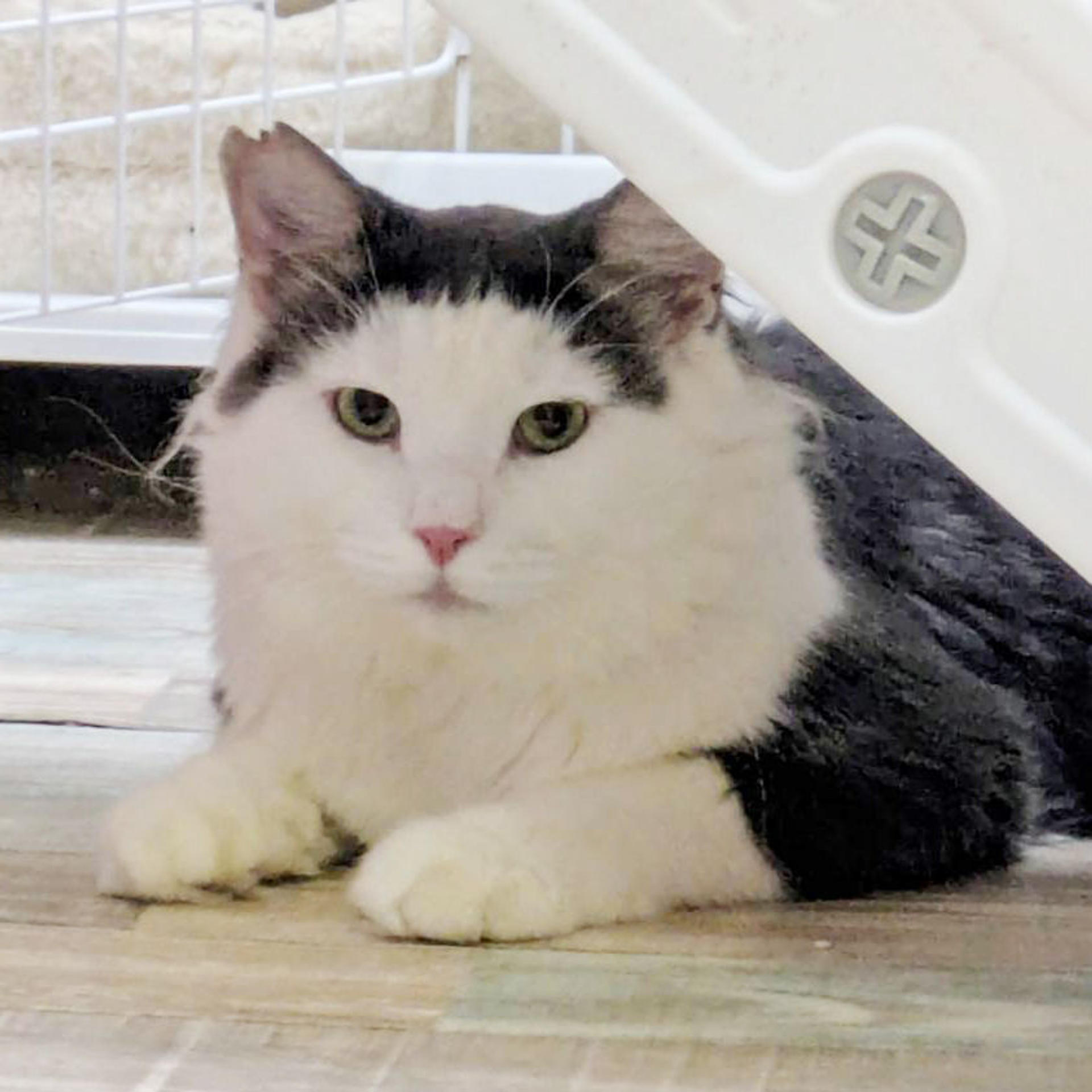 pet-image-2