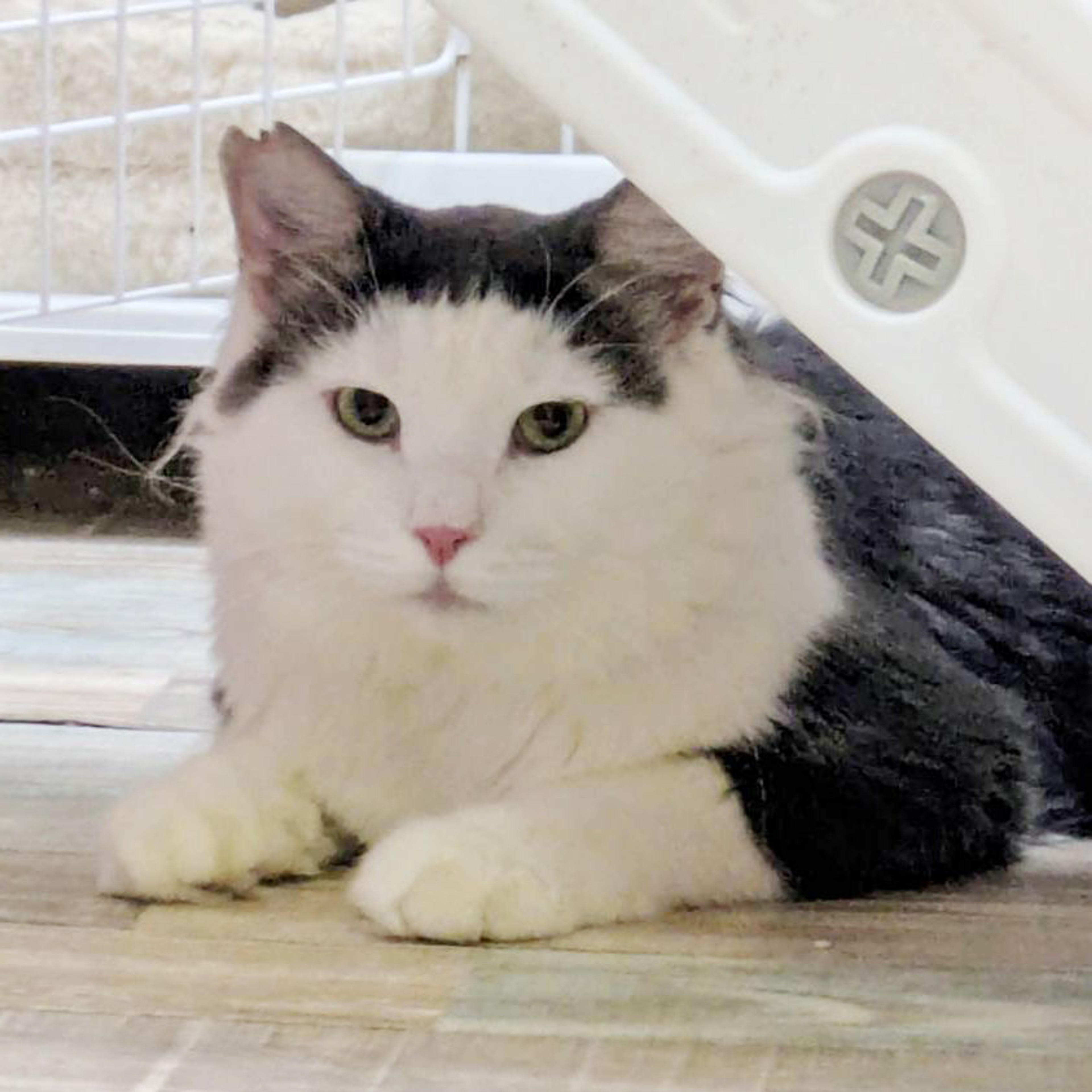 pet-image-2
