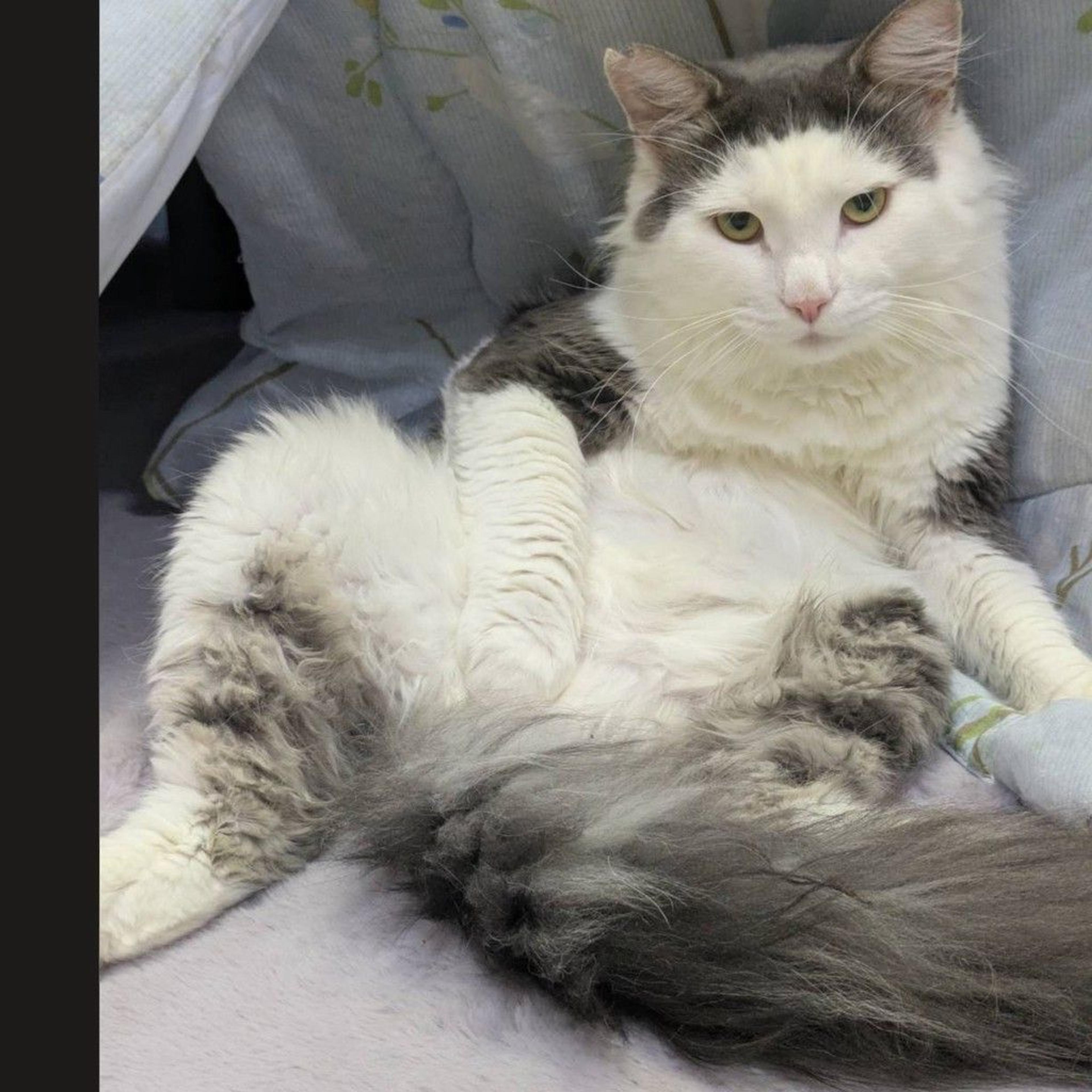 pet-image-3