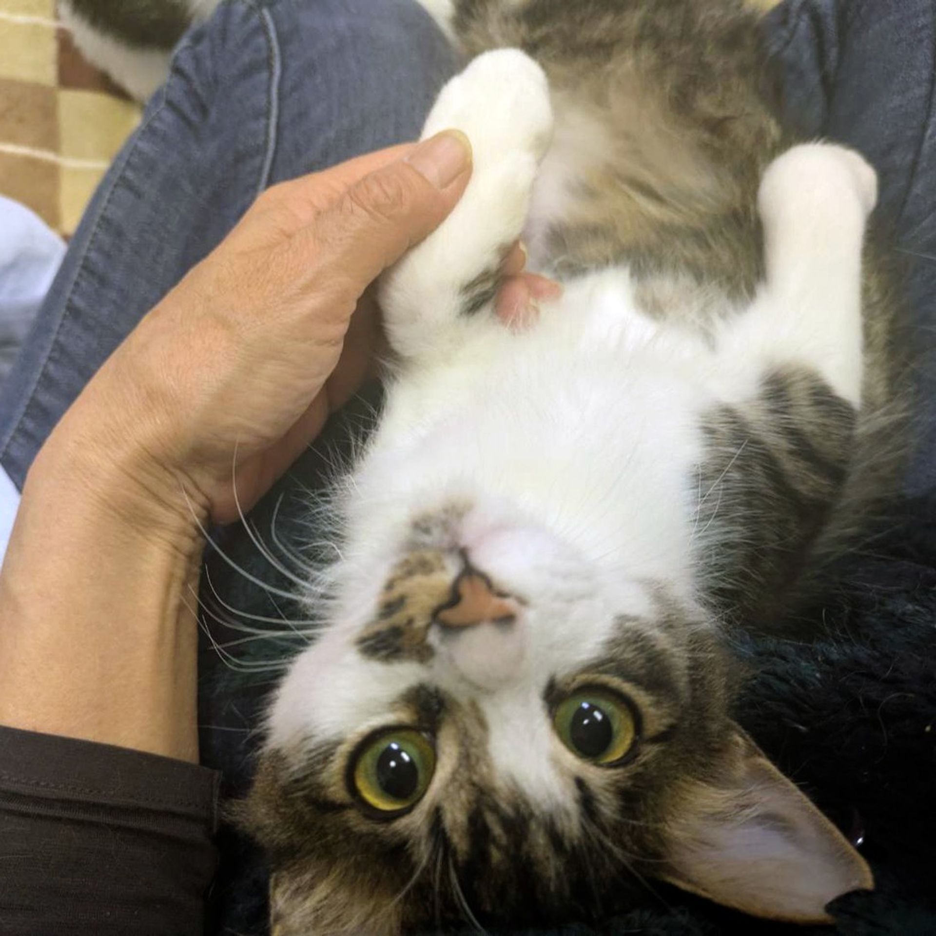 雑種（ミックス猫）・オスの里親募集の写真