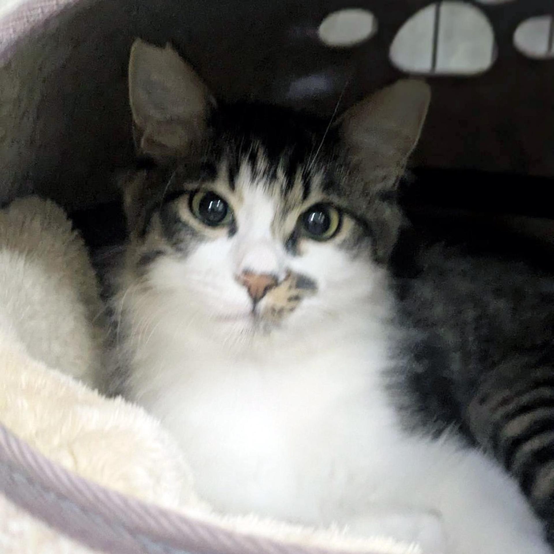 pet-image-2
