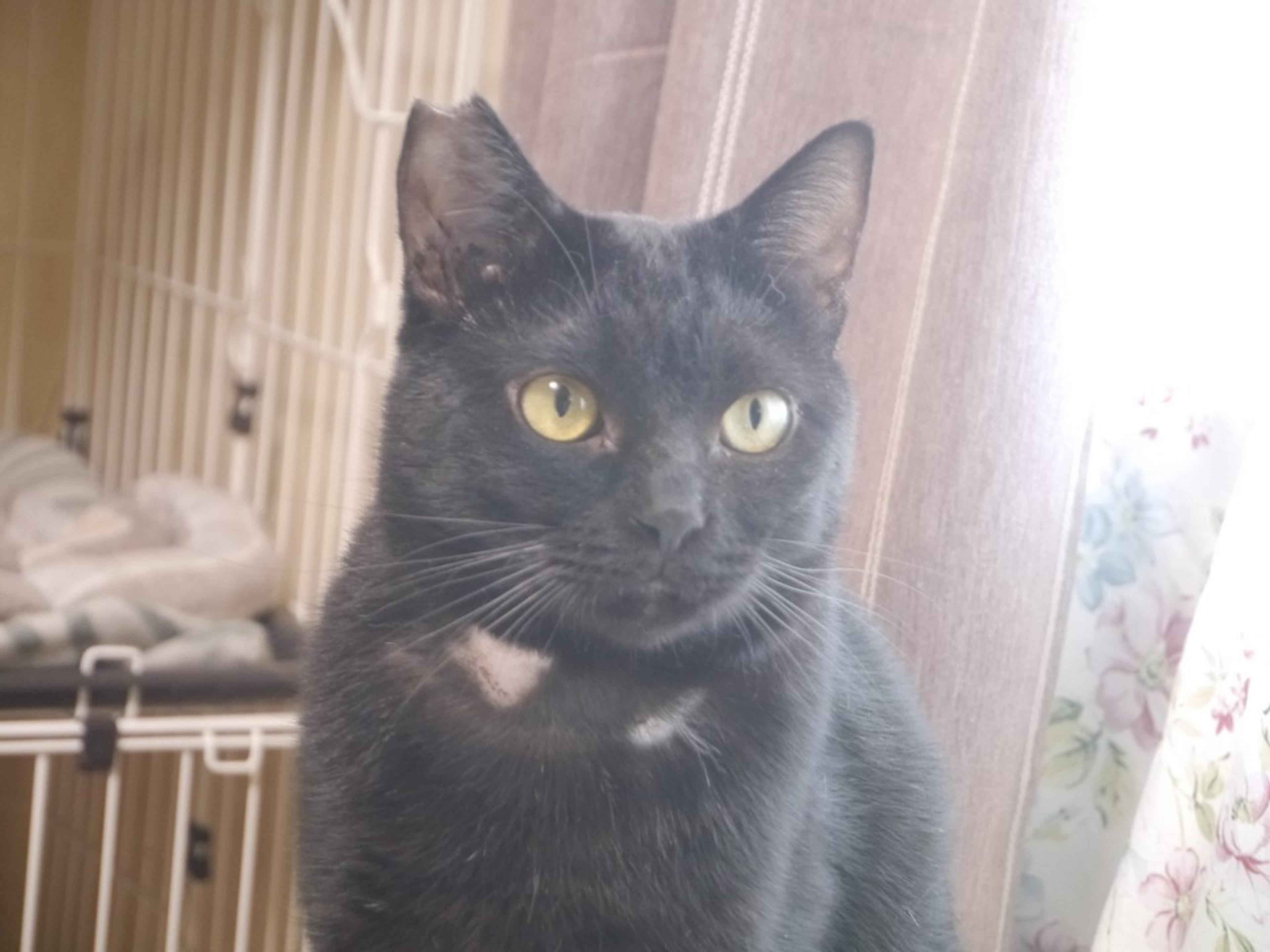pet-image-2