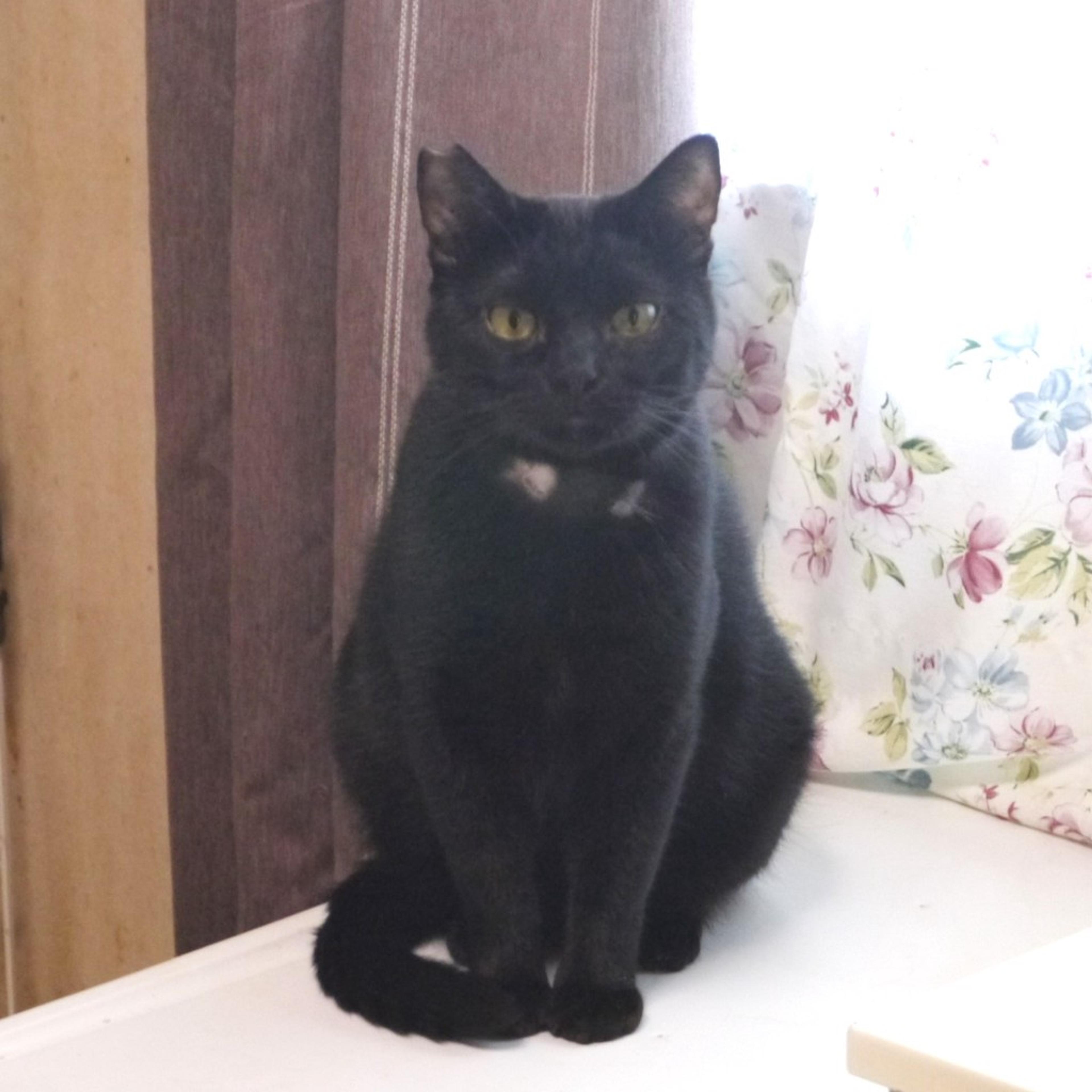 pet-image-3