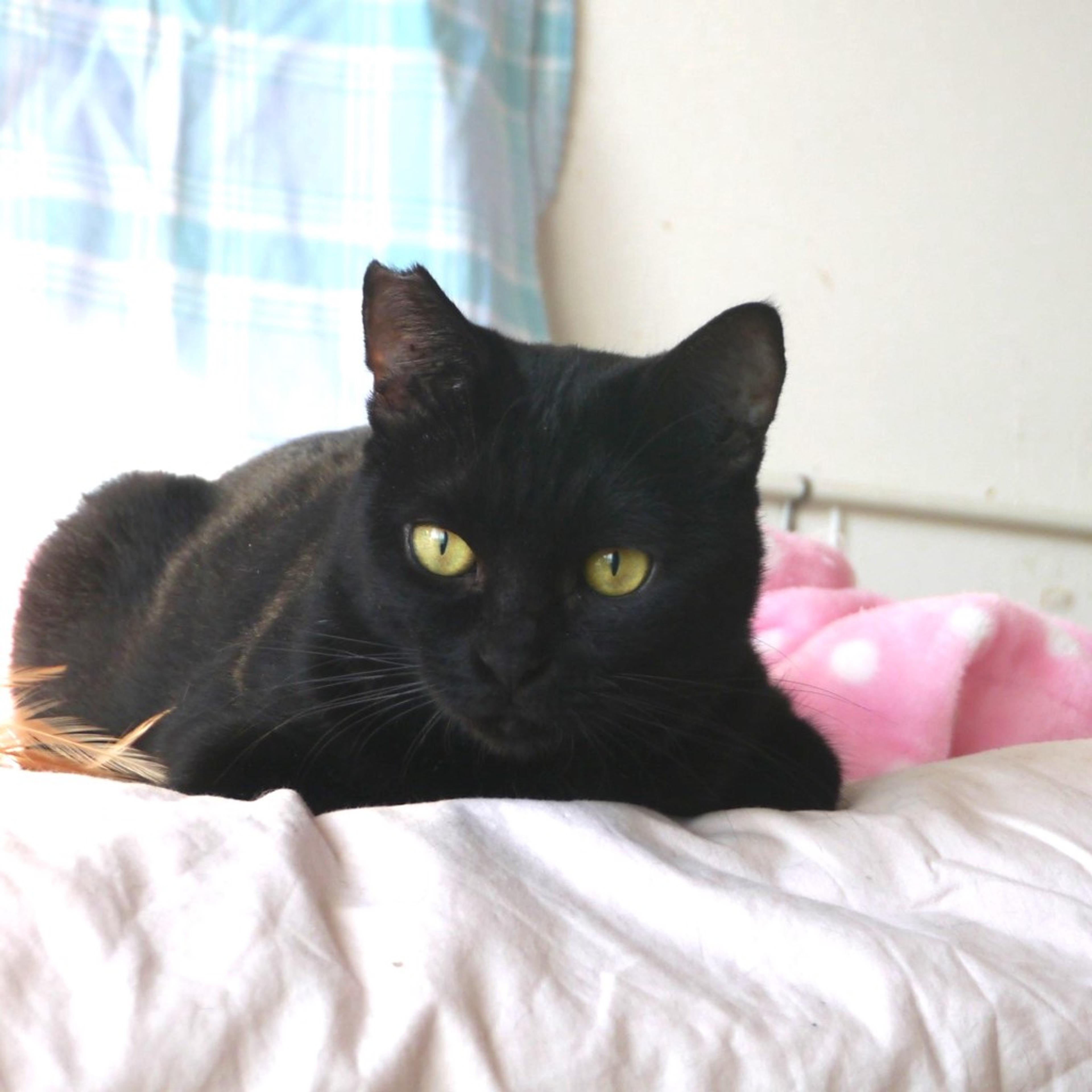 pet-image-4