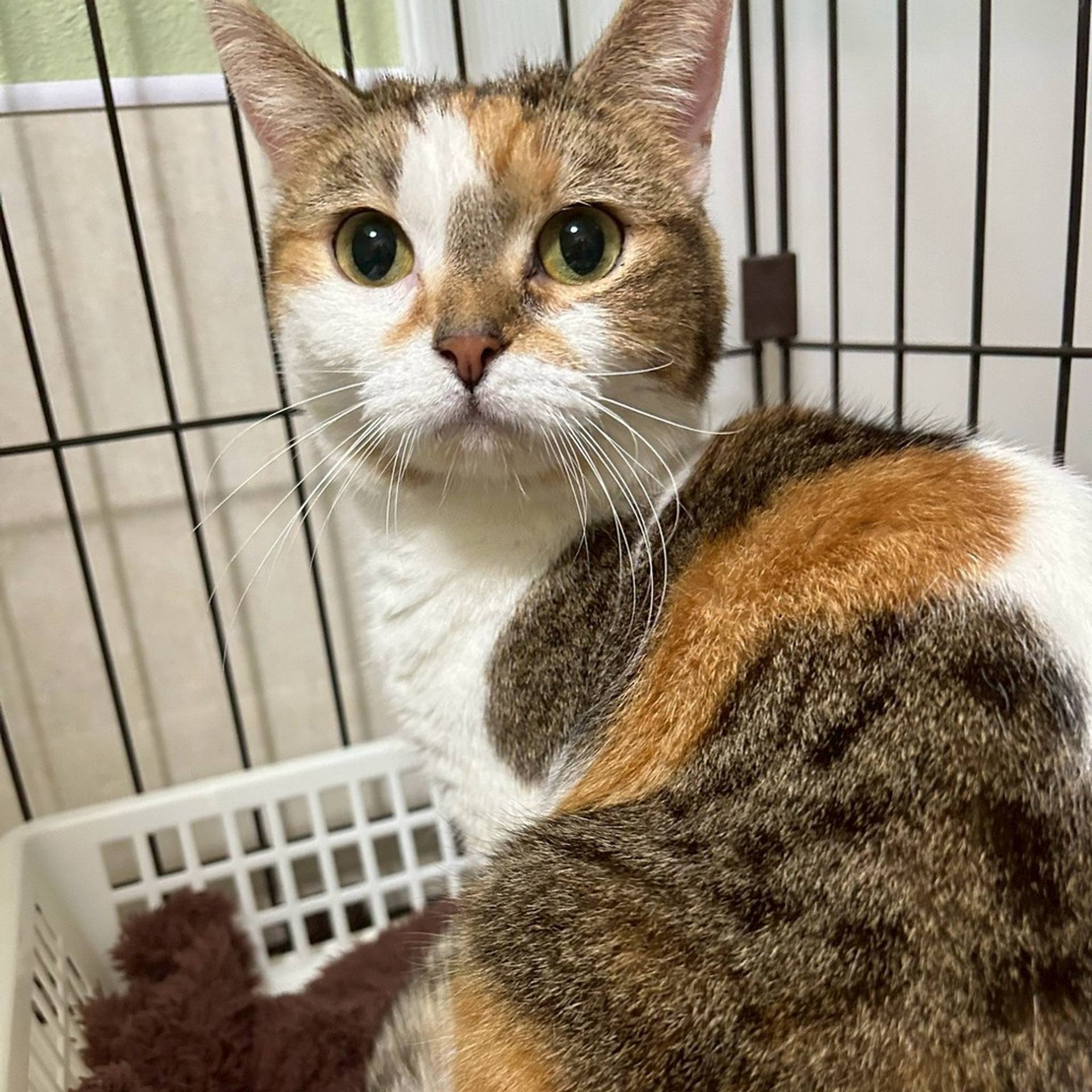 雑種（ミックス猫）・メスの里親募集の写真