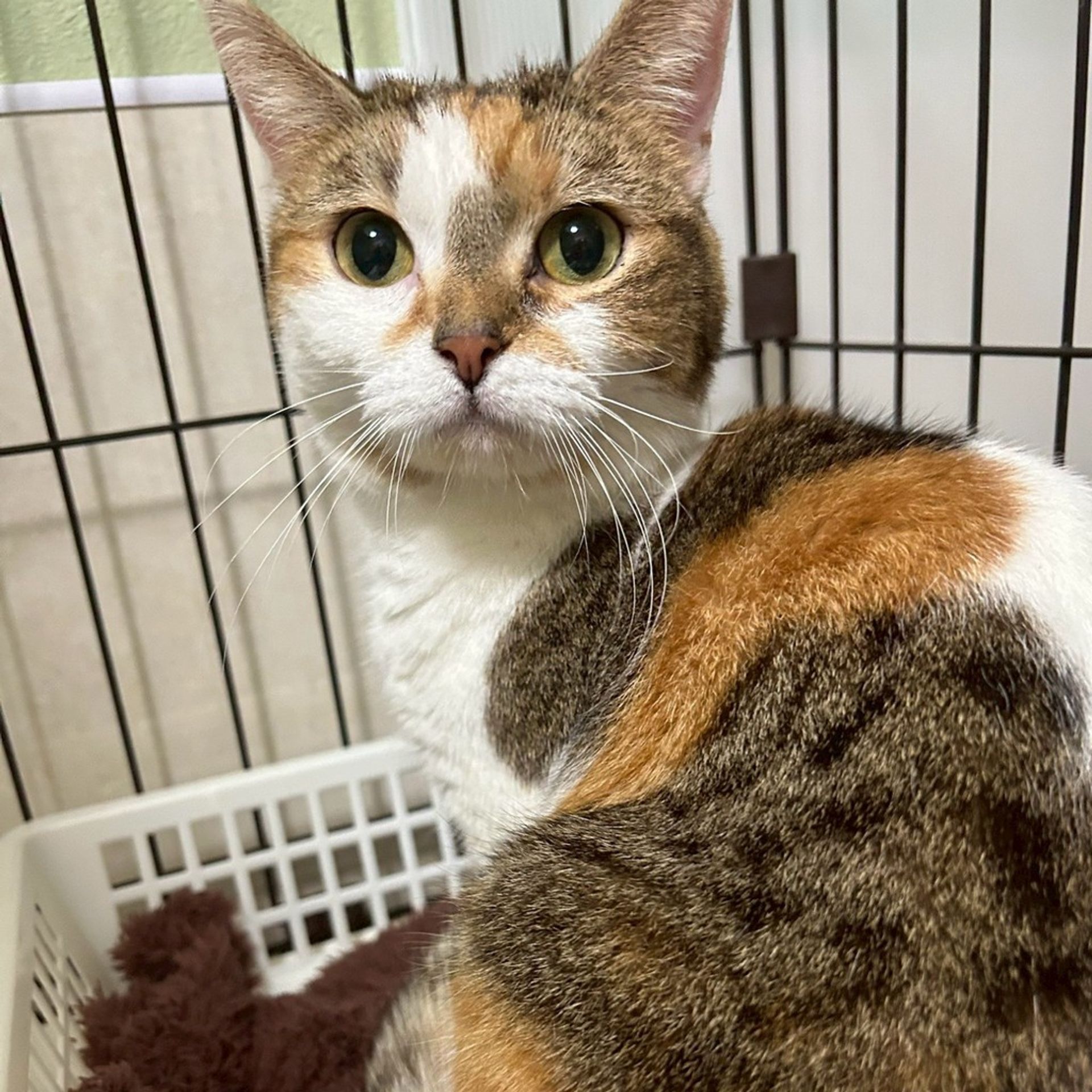 雑種（ミックス猫）・メスの里親募集の写真