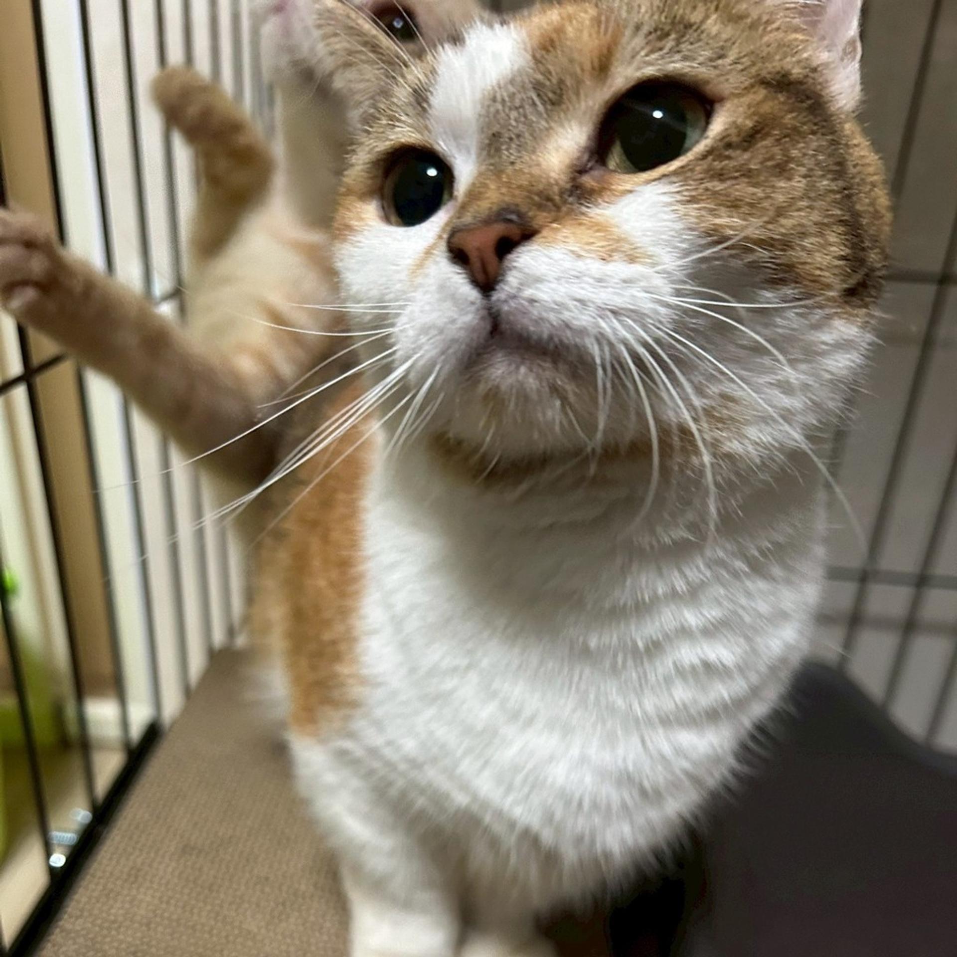 pet-image-4