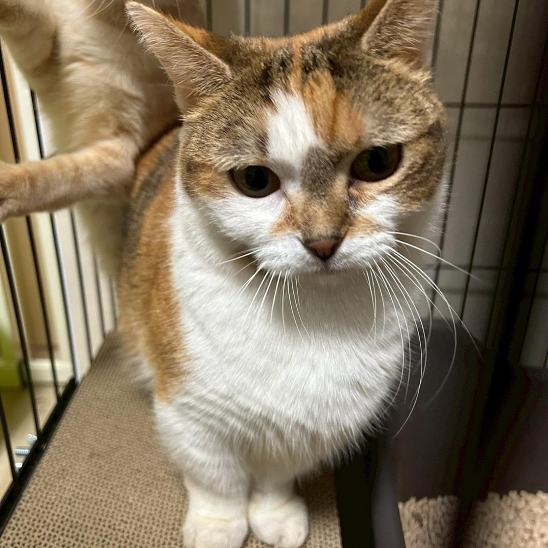 pet-image-5