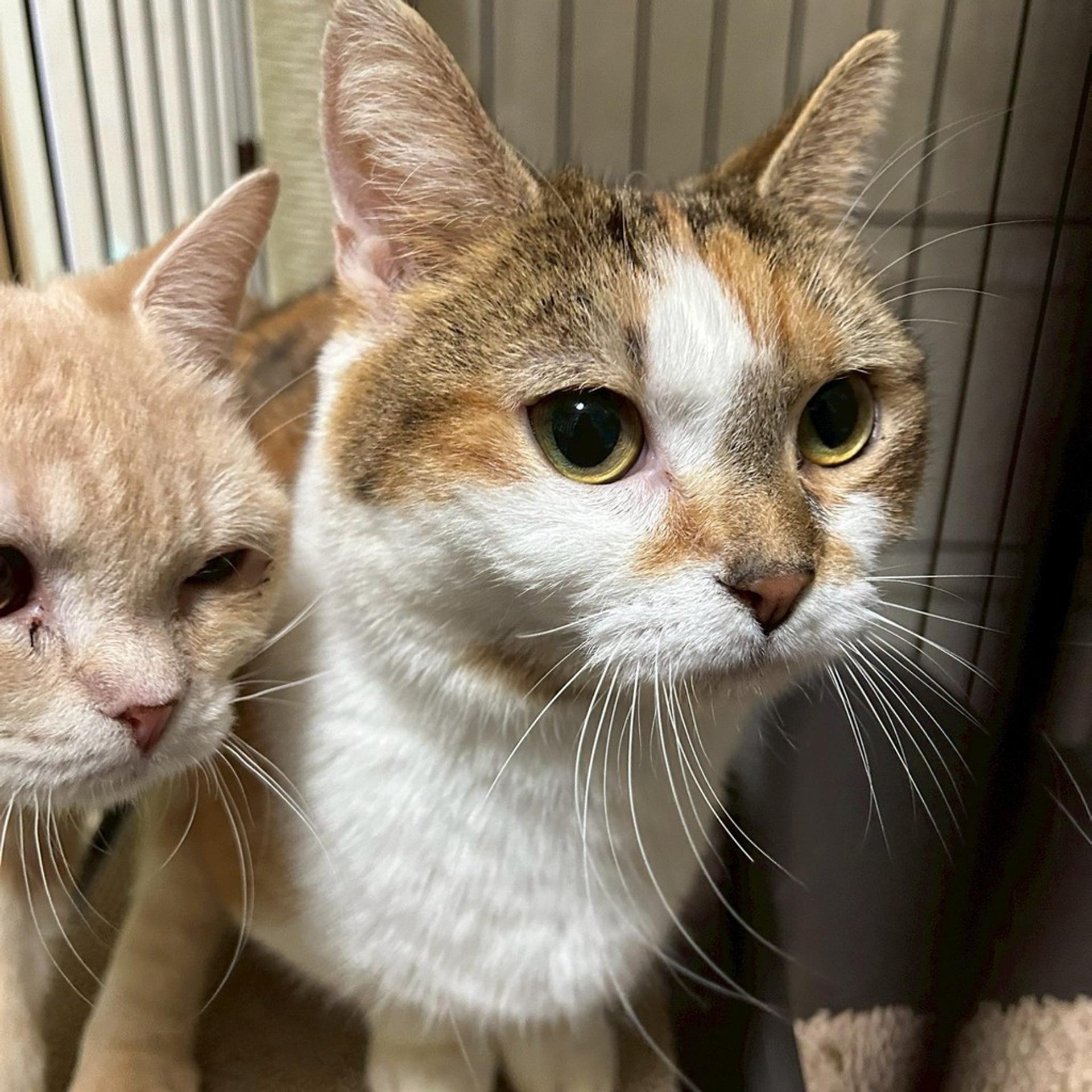 pet-image-6