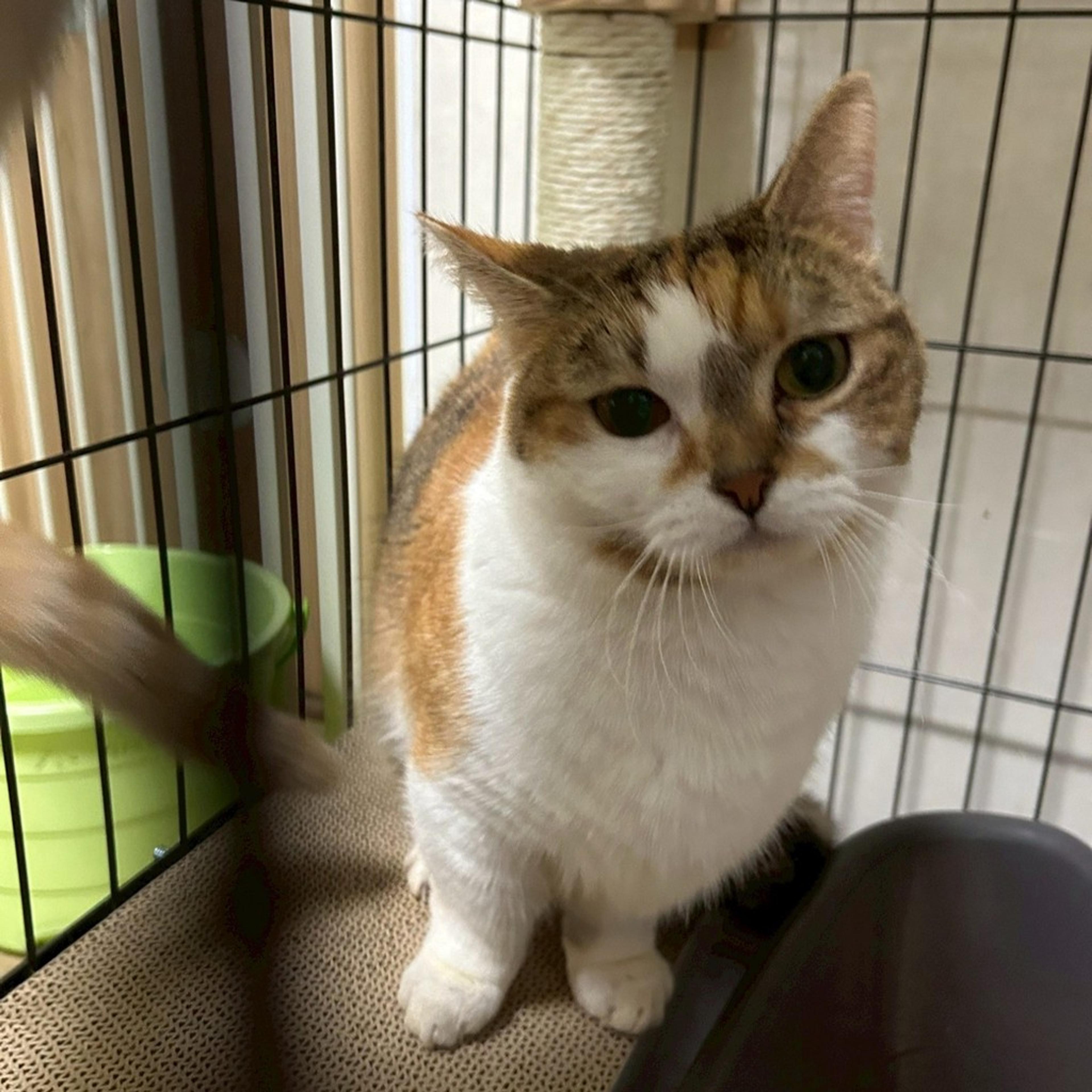 pet-image-7