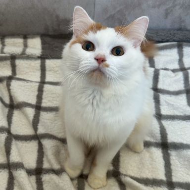 雑種（ミックス猫）・オスの里親募集の写真