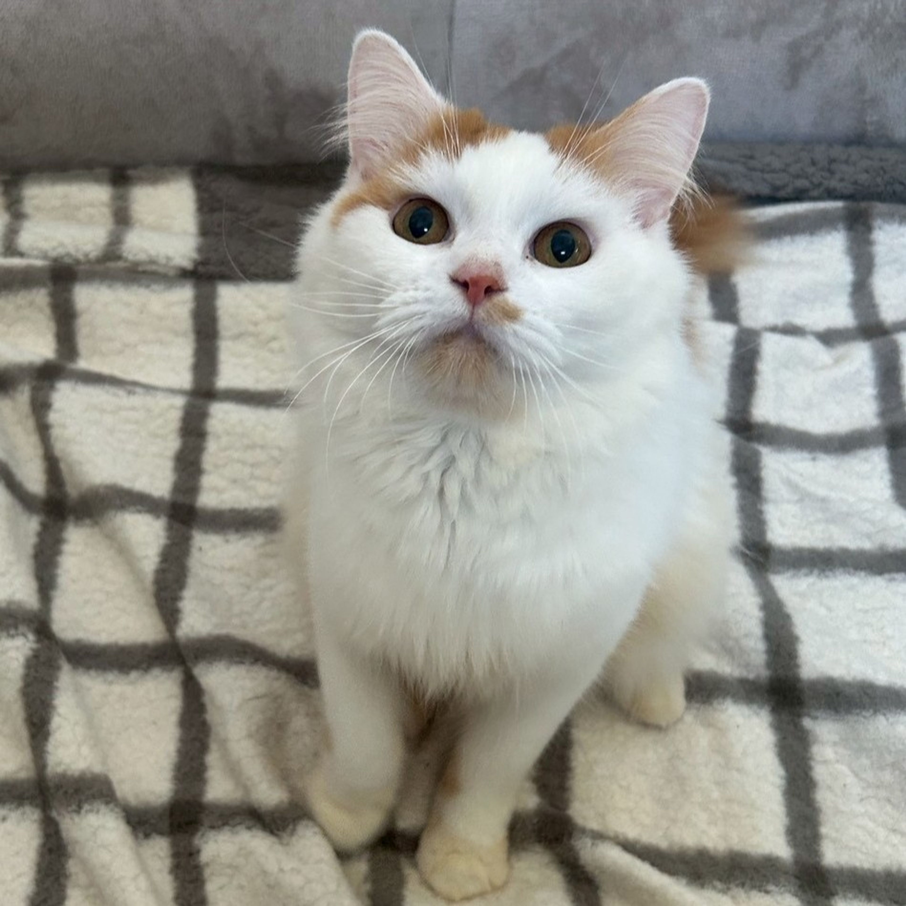 雑種（ミックス猫）・オスの里親募集の写真