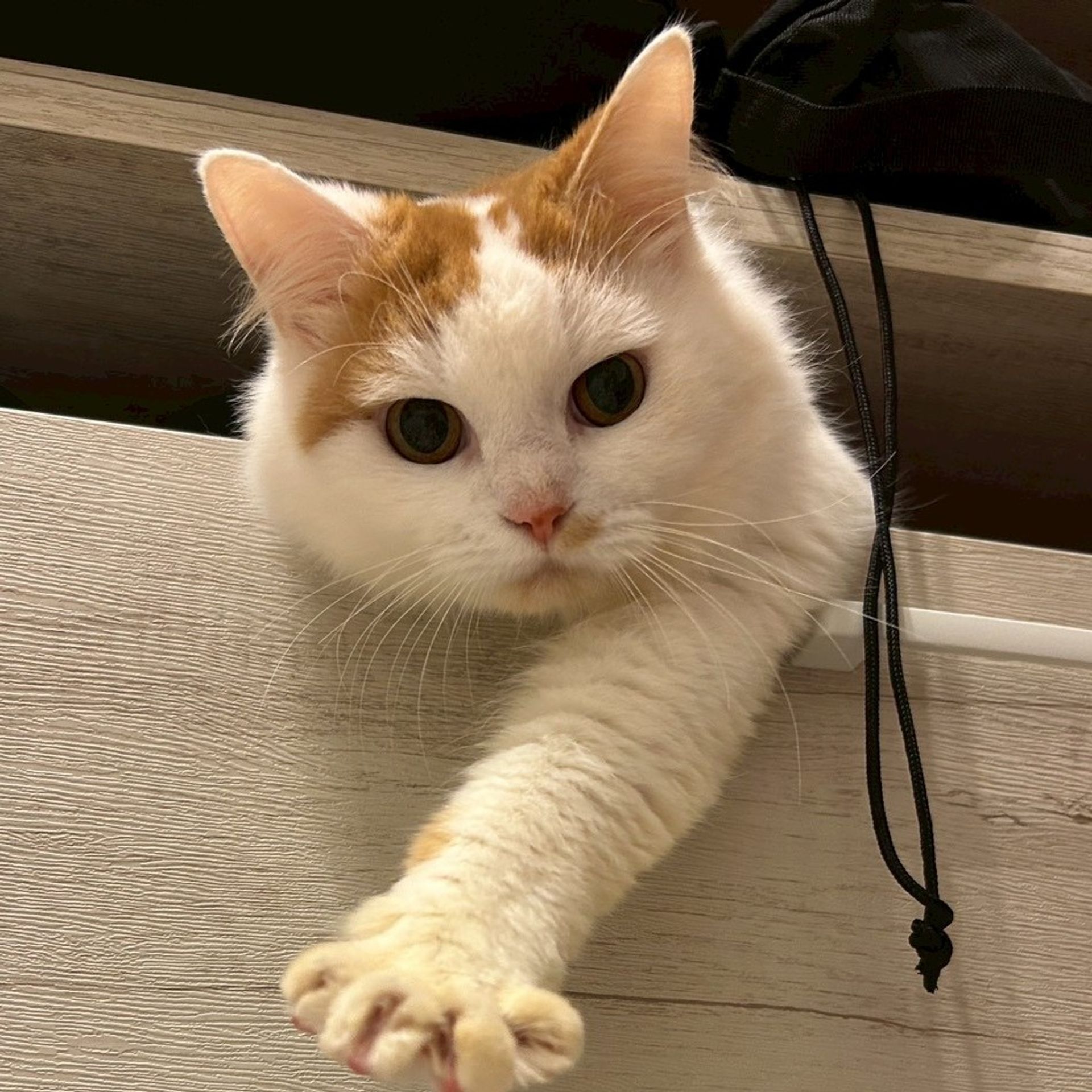 雑種（ミックス猫）・オスの里親募集の写真