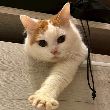 雑種（ミックス猫）・オスの里親募集の写真