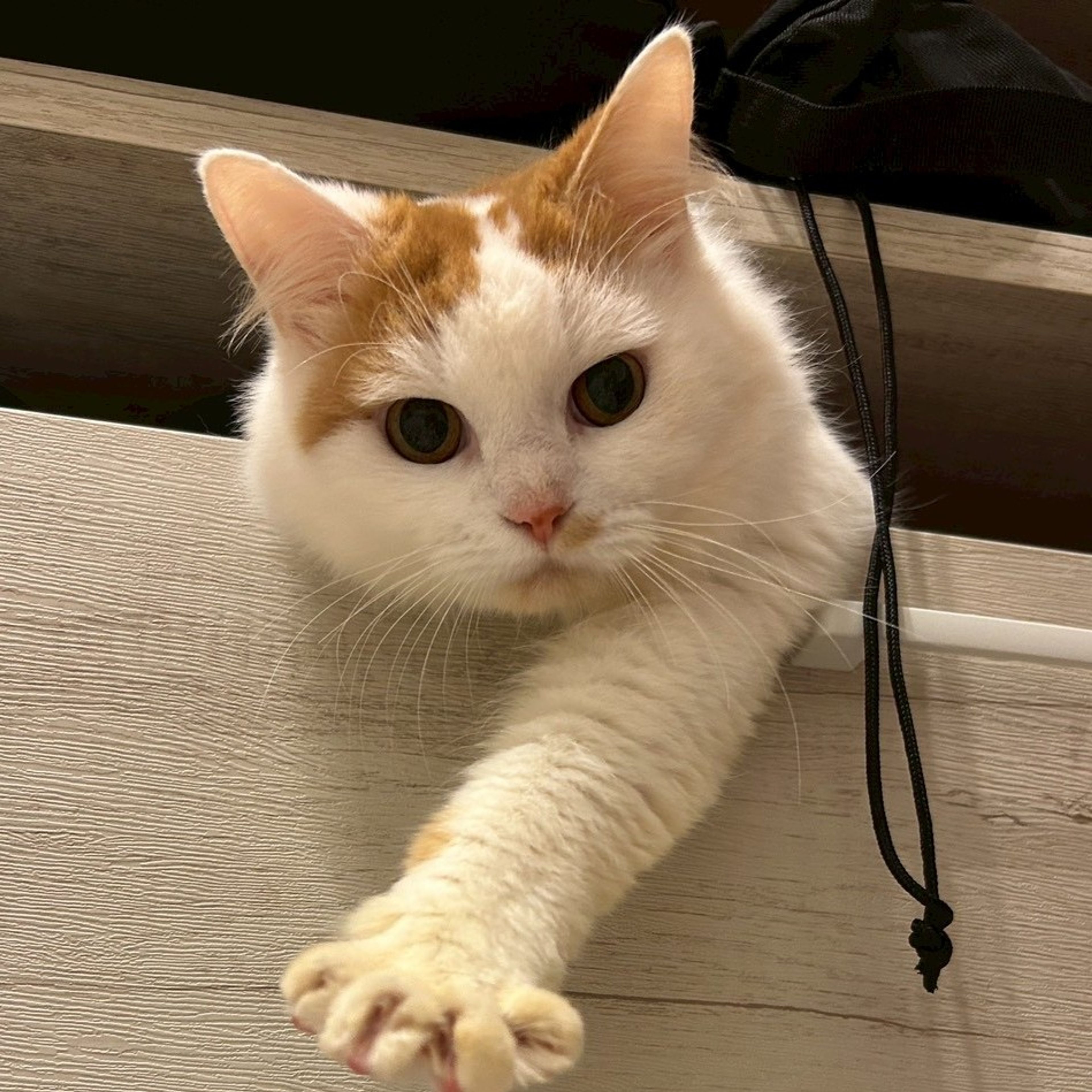 雑種（ミックス猫）・オスの里親募集の写真