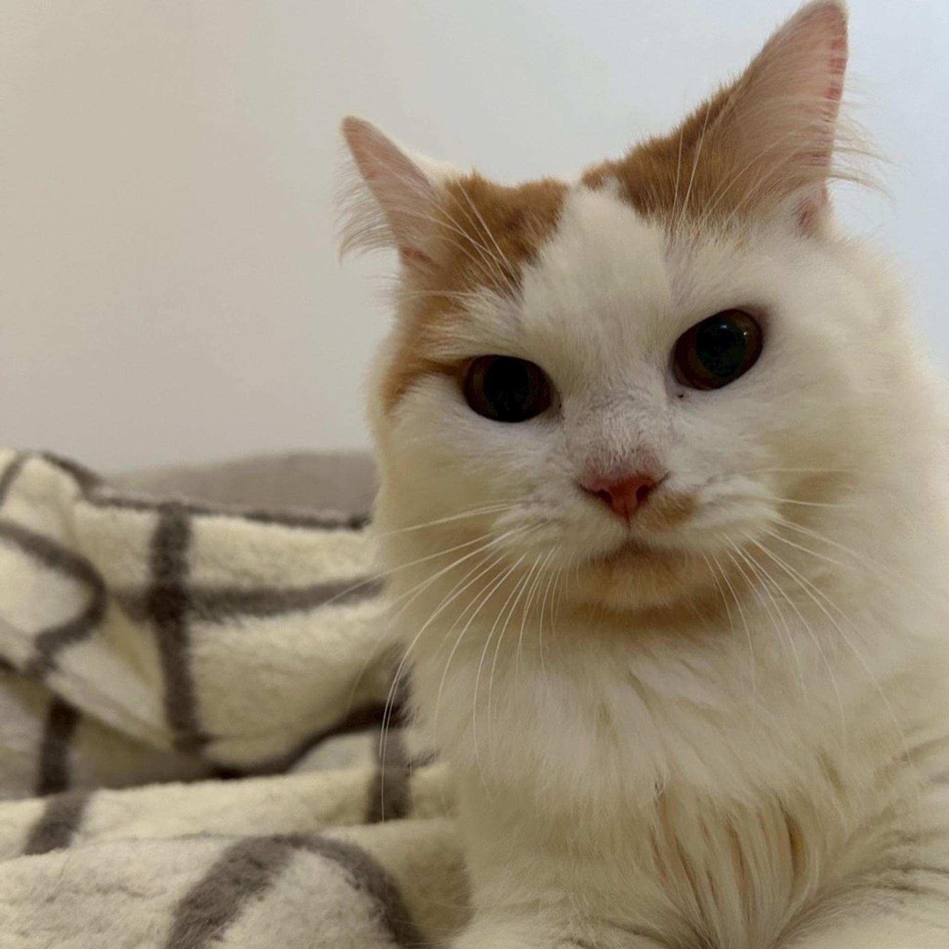 pet-image-3
