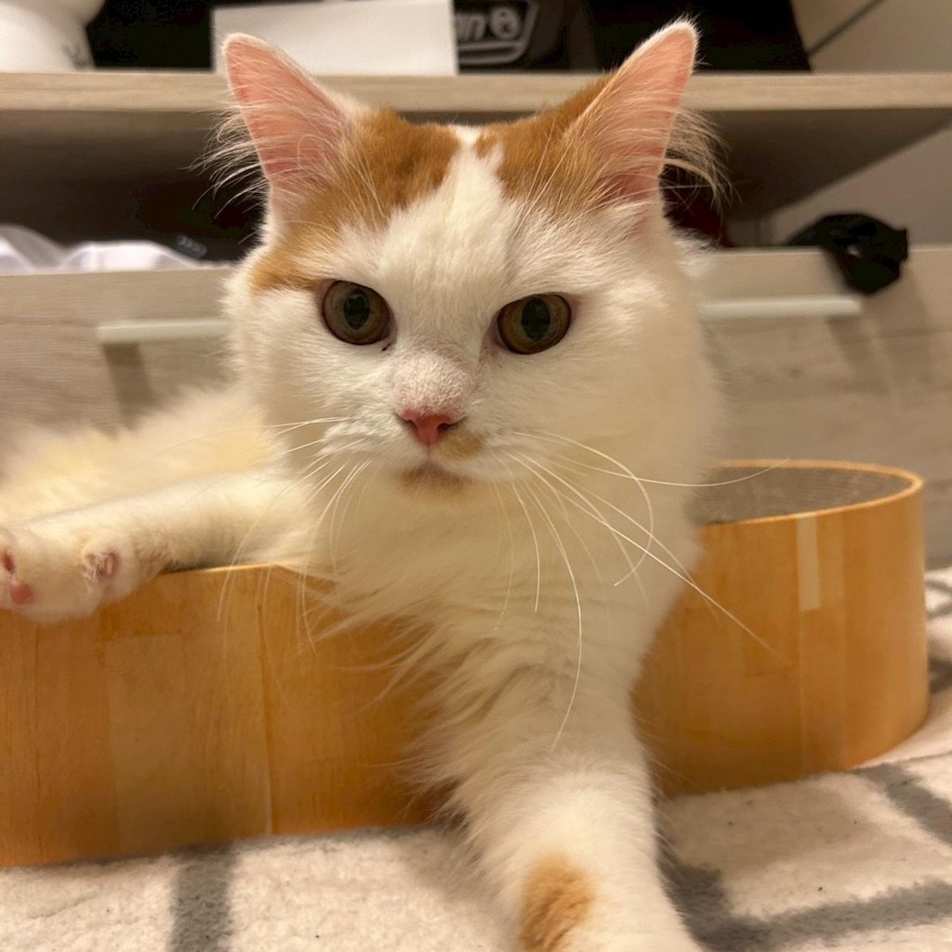 pet-image-4