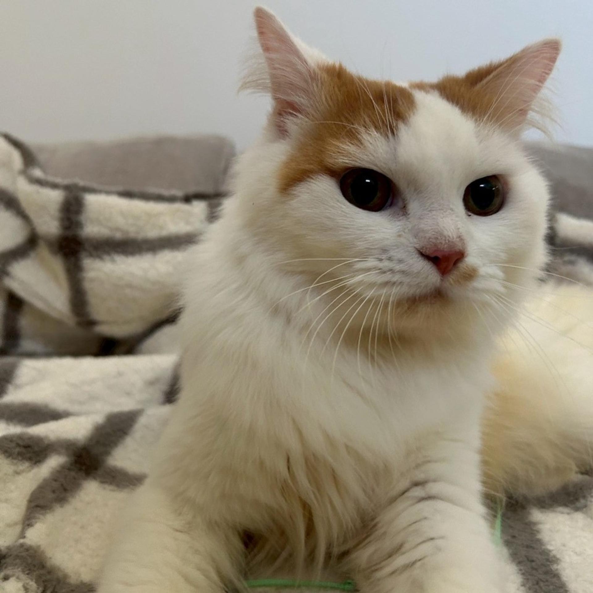 pet-image-5