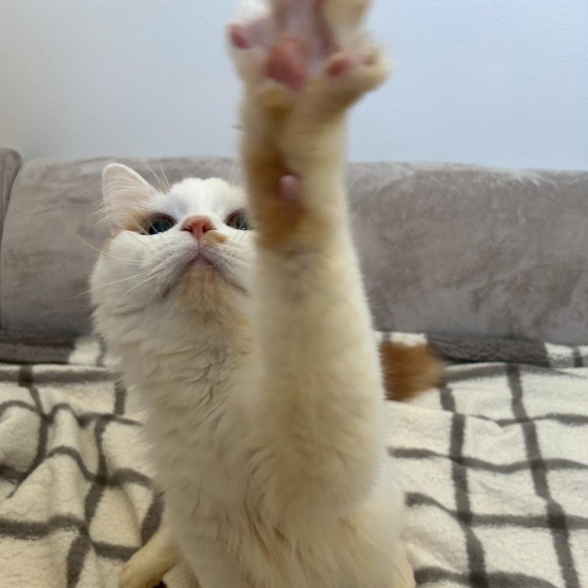 pet-image-7