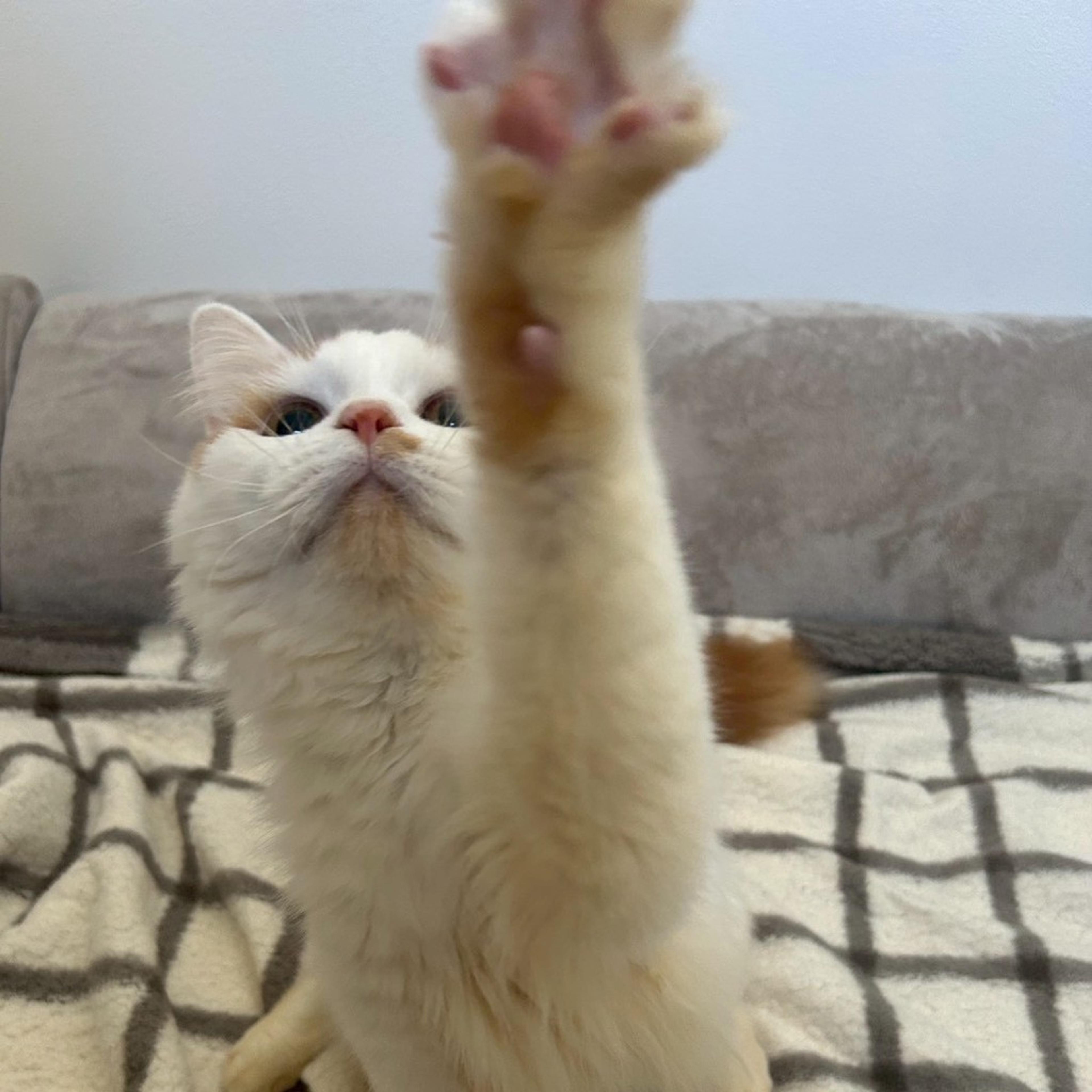 pet-image-7