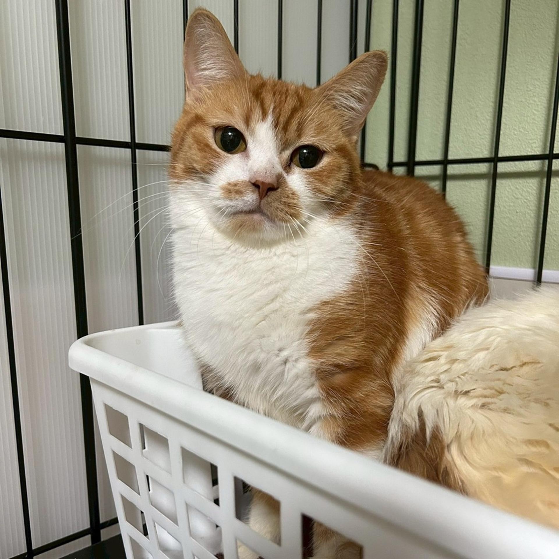 pet-image-3