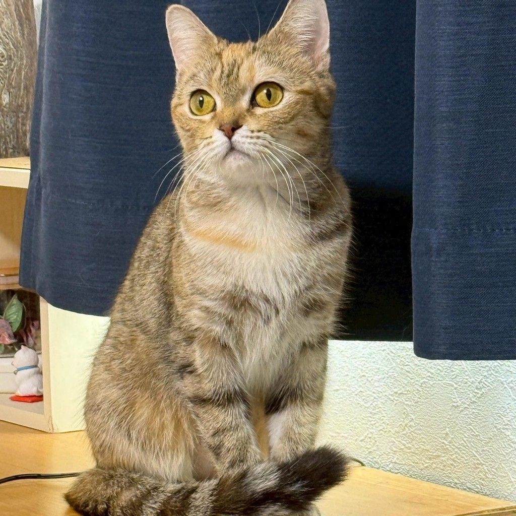 アメショ×マンチカン】おしゃべり猫♡あきなちゃん | 雑種（ミックス猫
