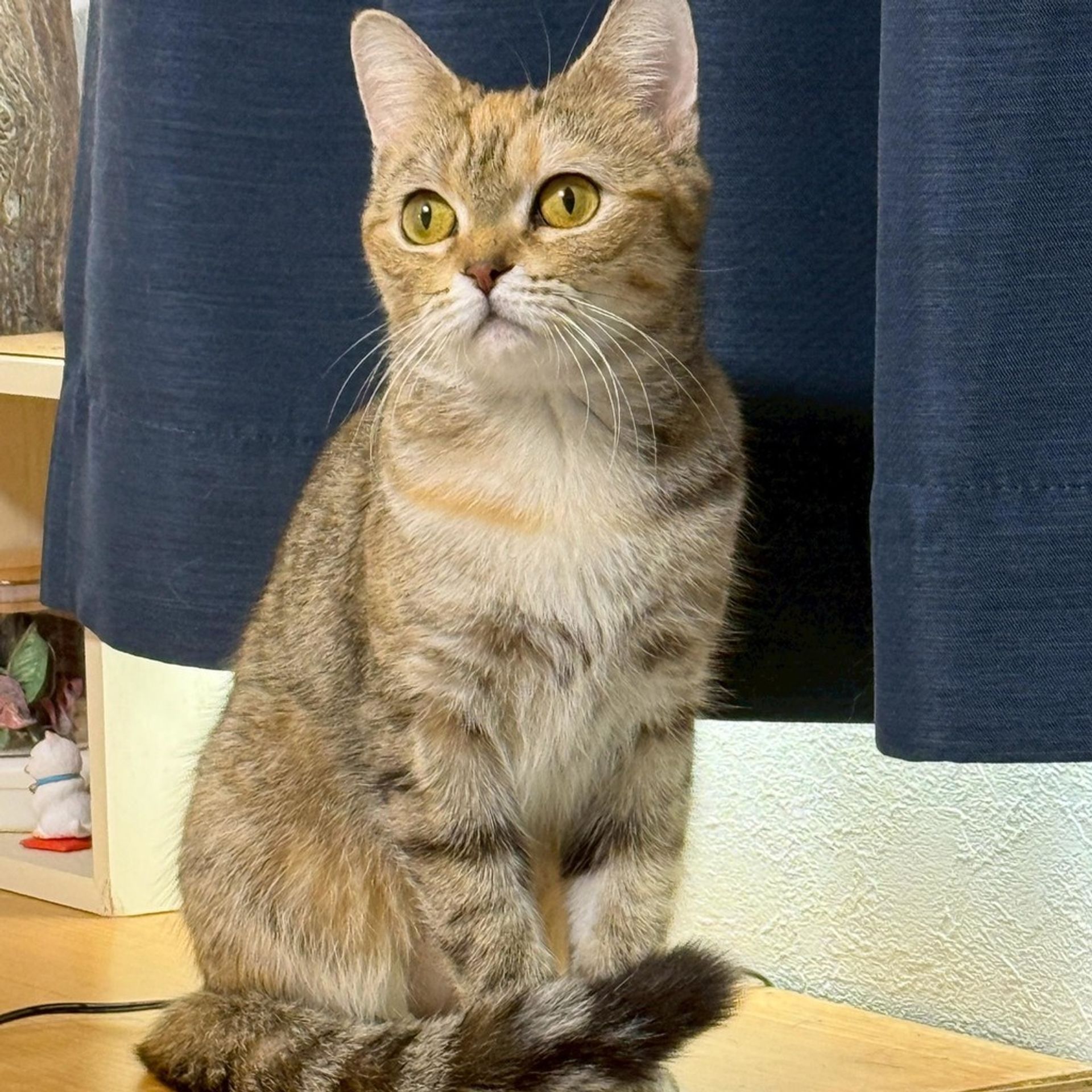 雑種（ミックス猫）・メスの里親募集の写真