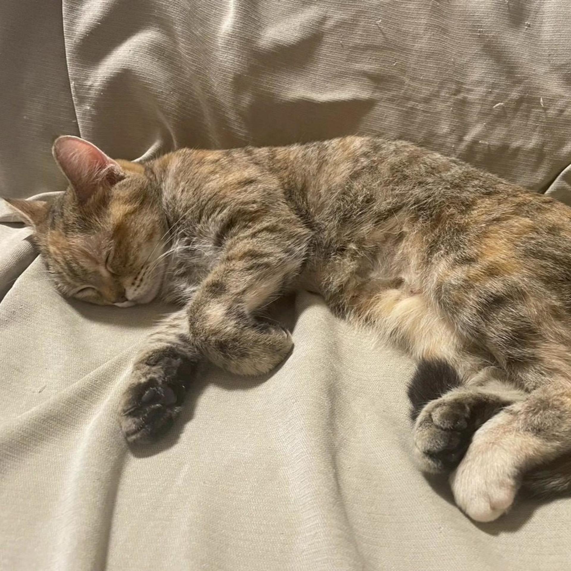 pet-image-3