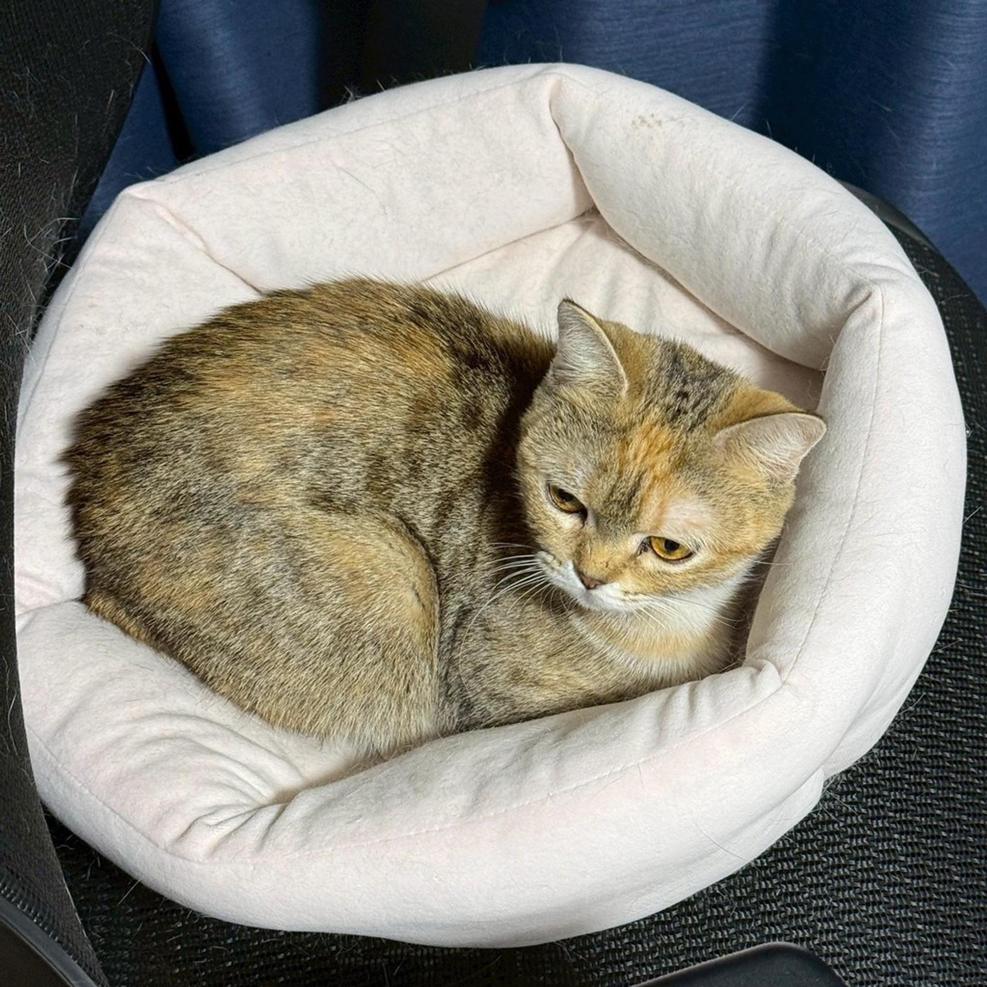 pet-image-5