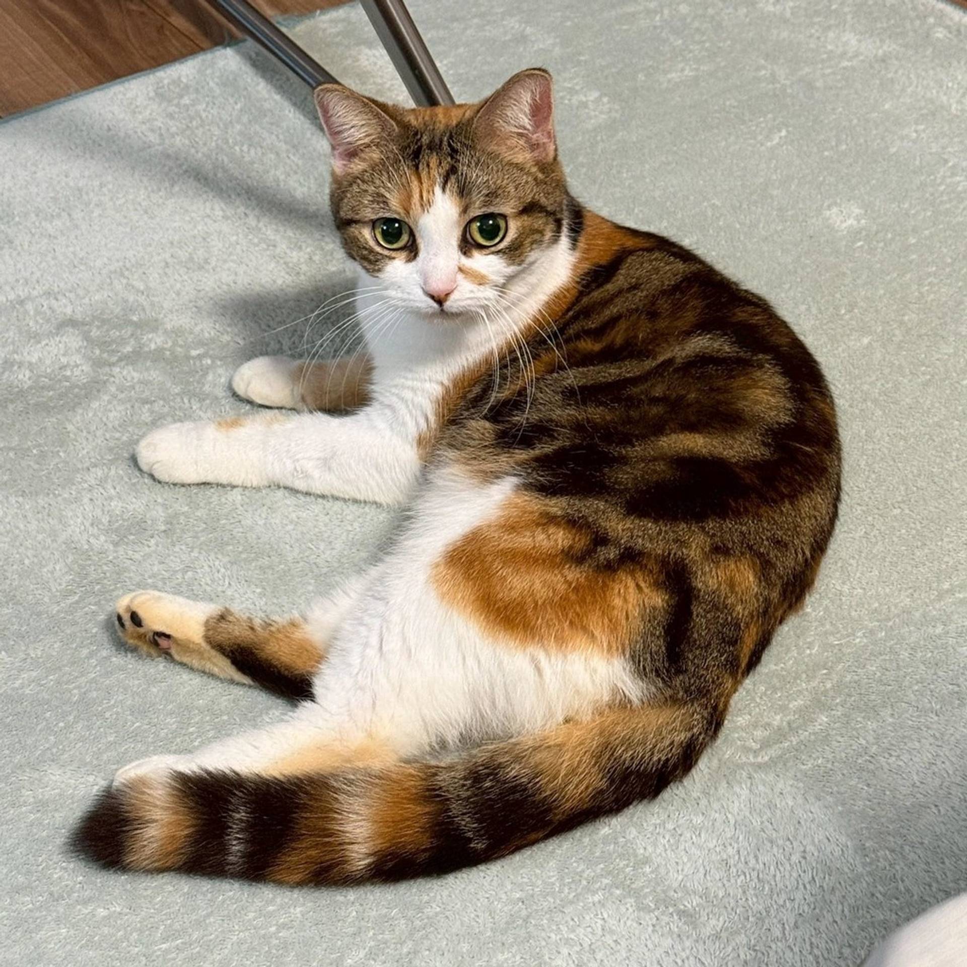 雑種（ミックス猫）・メスの里親募集の写真