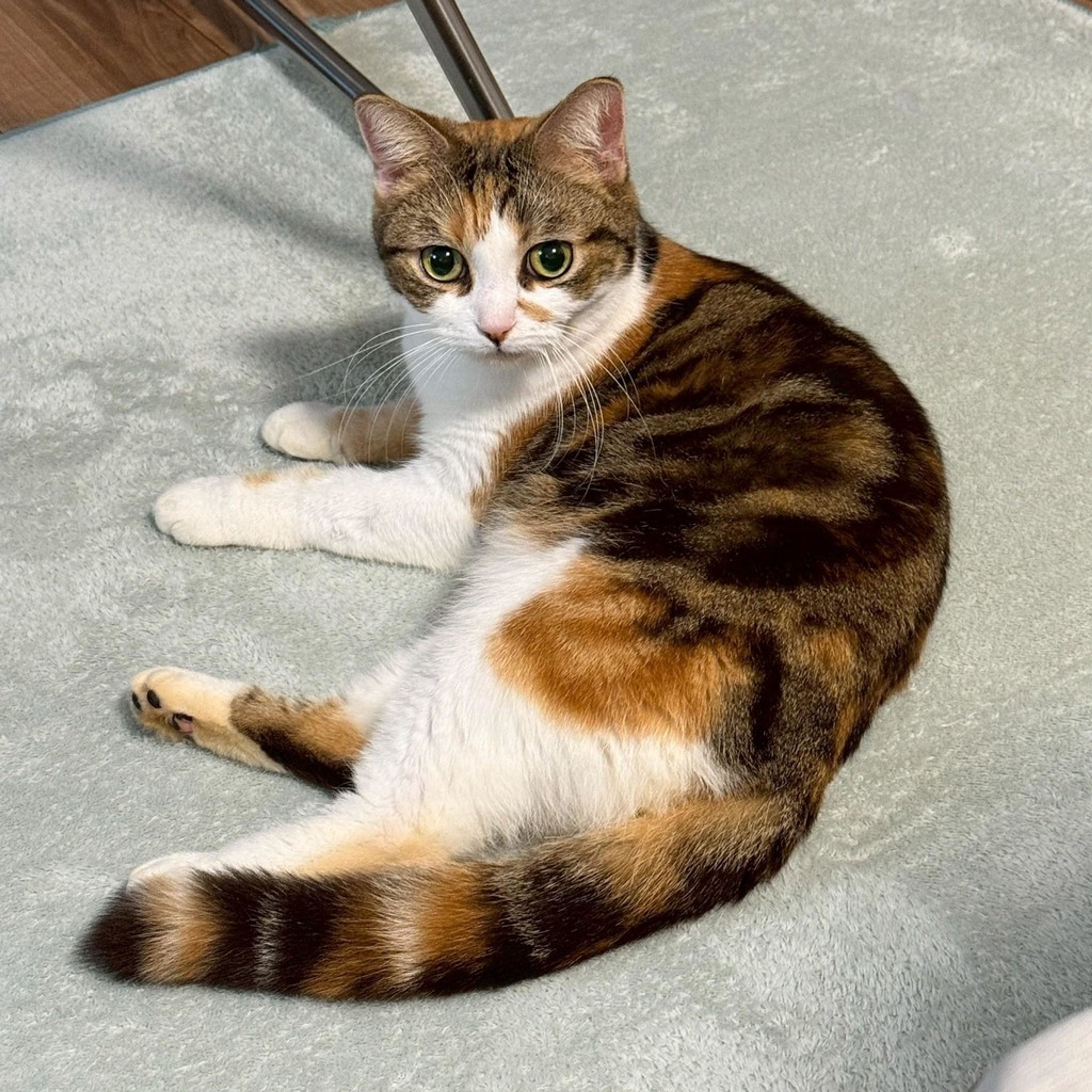 雑種（ミックス猫）・メスの里親募集の写真