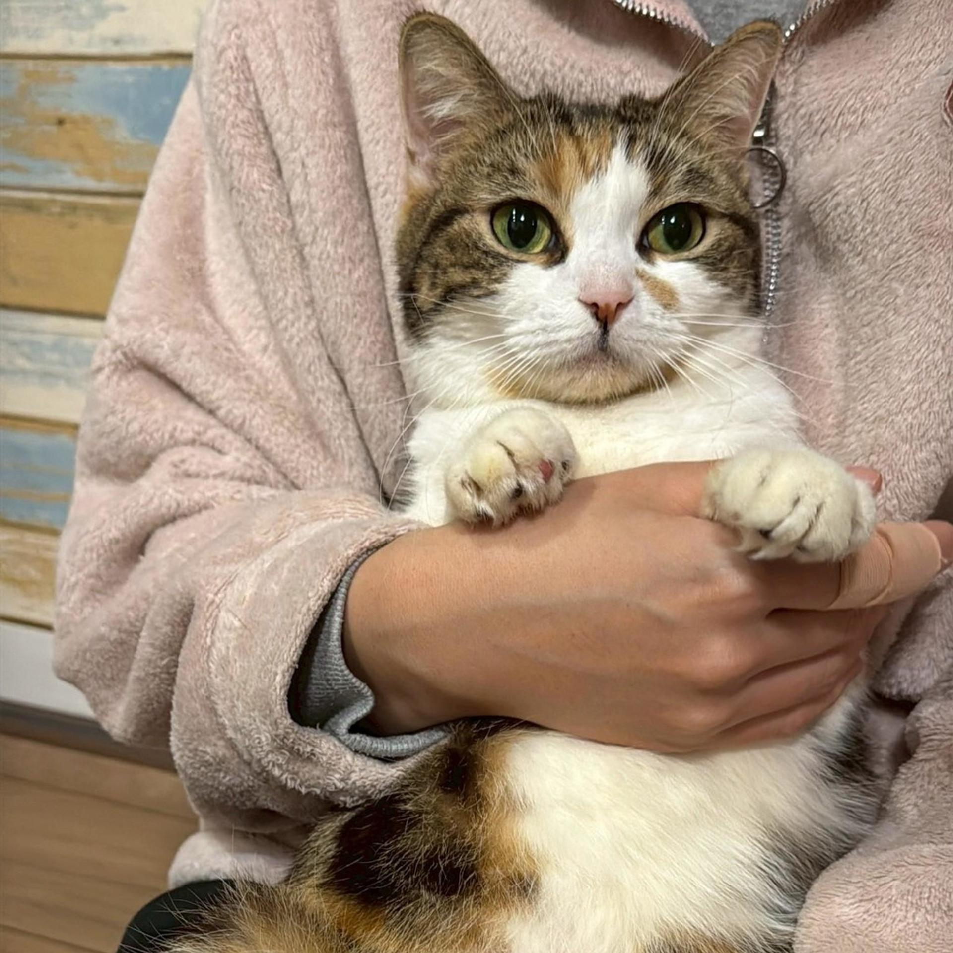 pet-image-2