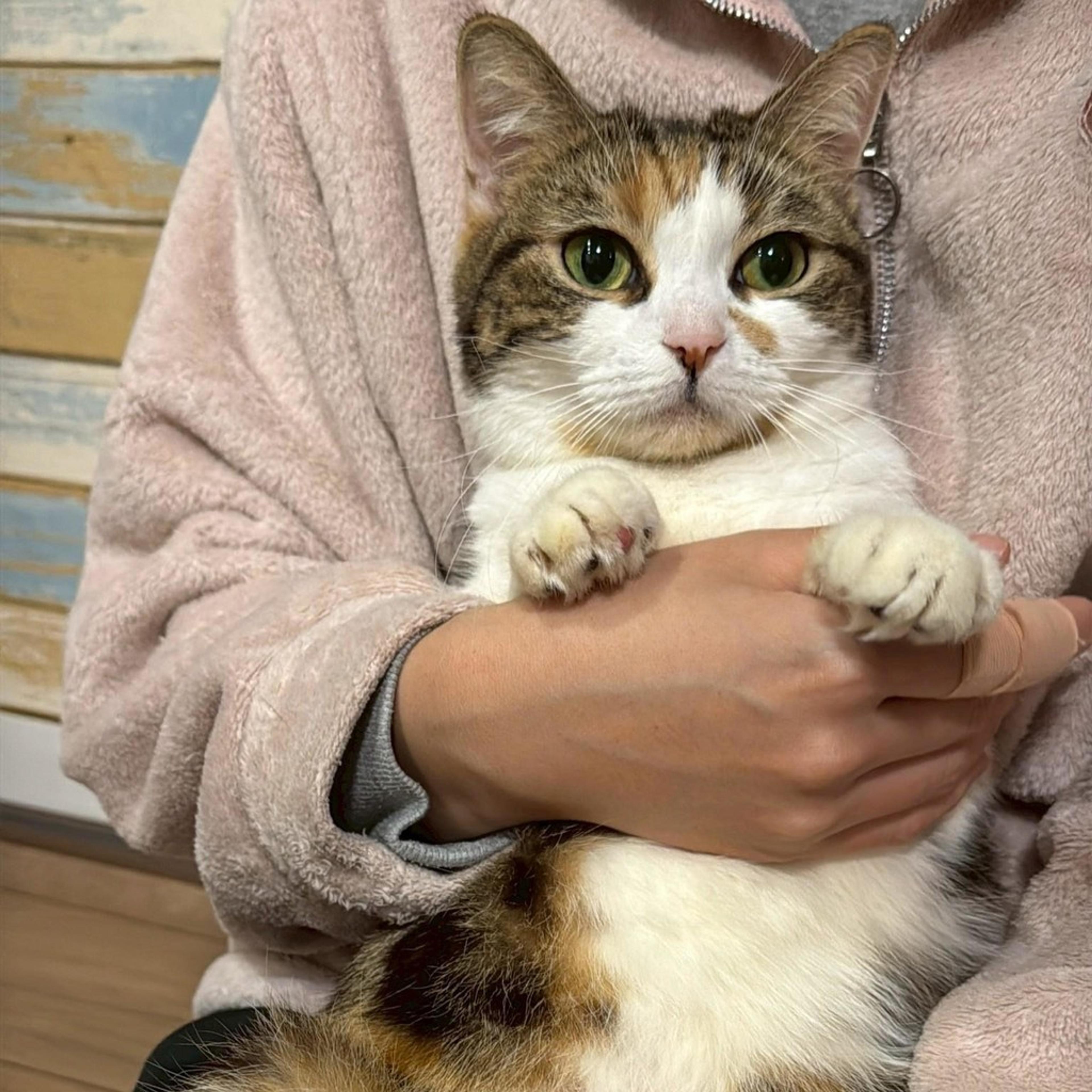 pet-image-2