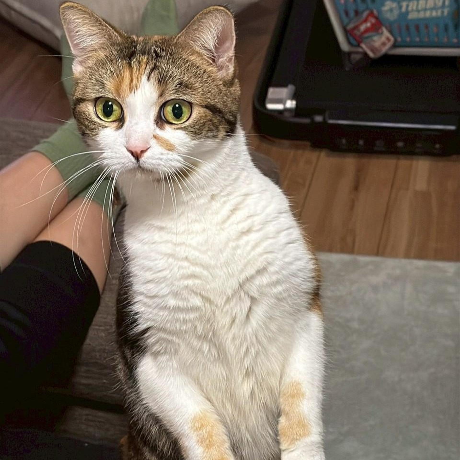 pet-image-3