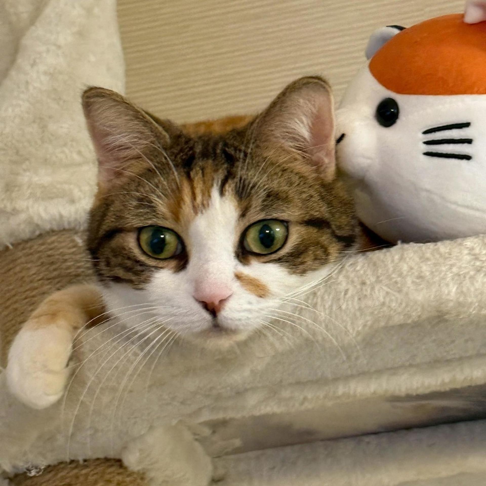 pet-image-4