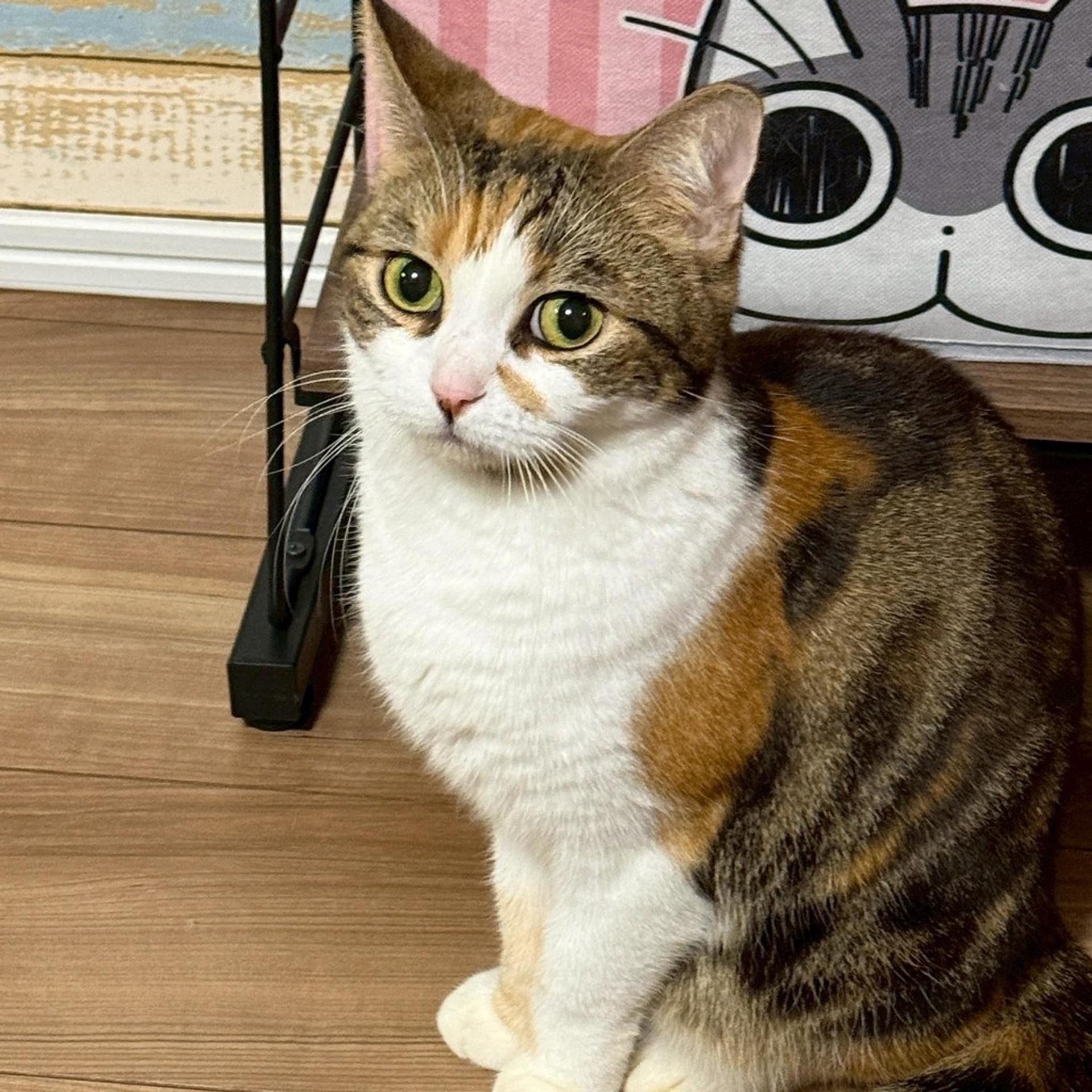 pet-image-5