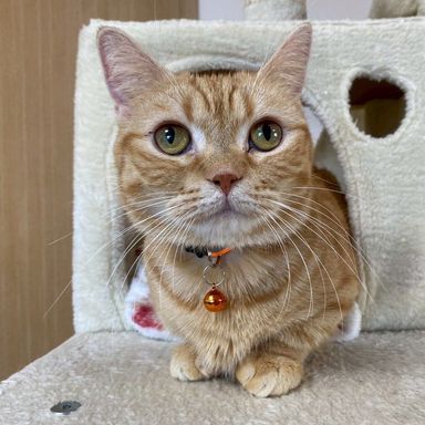 雑種（ミックス猫）・メスの里親募集の写真